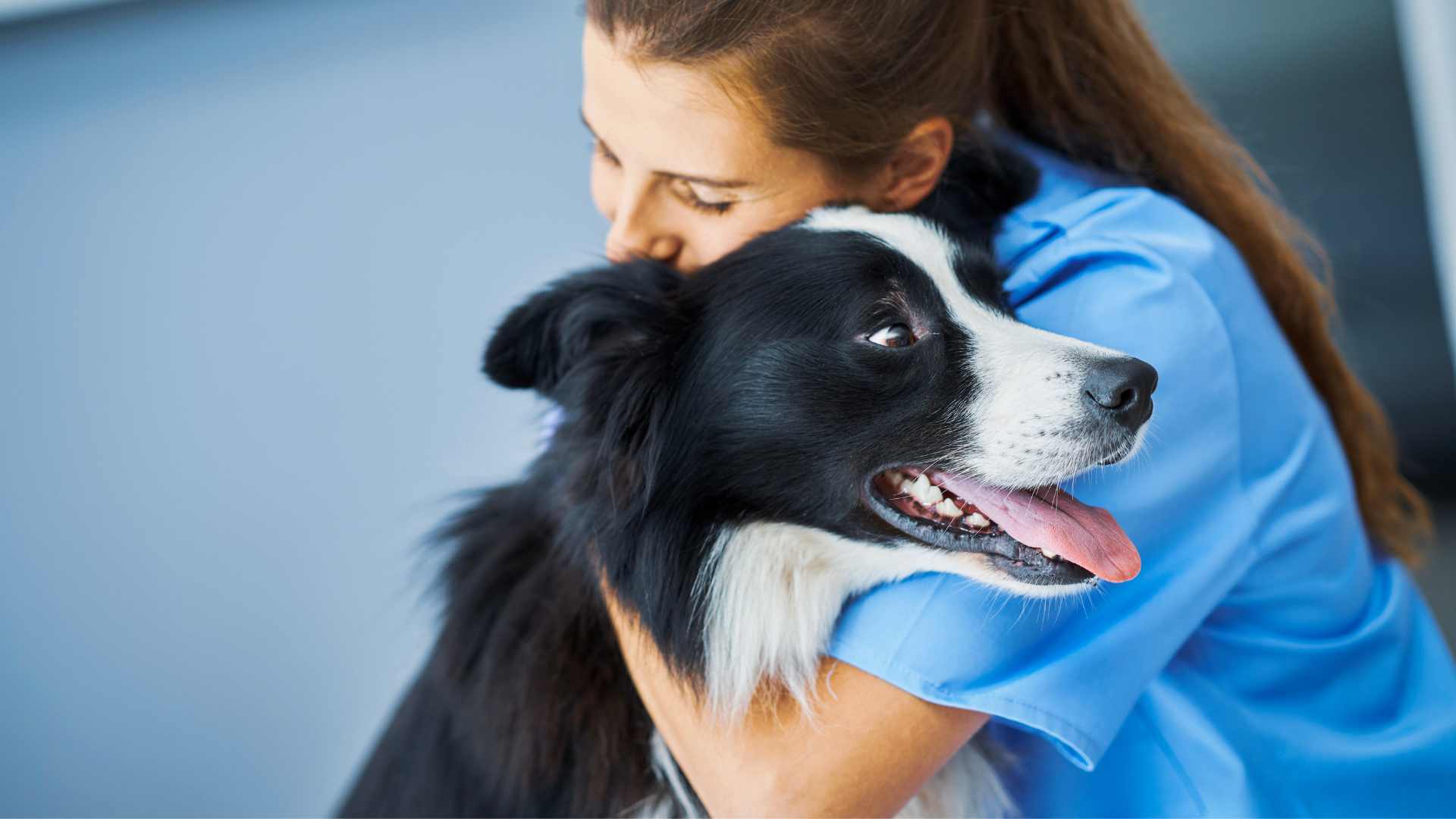 Desparasitación en Perros: La Guía Completa