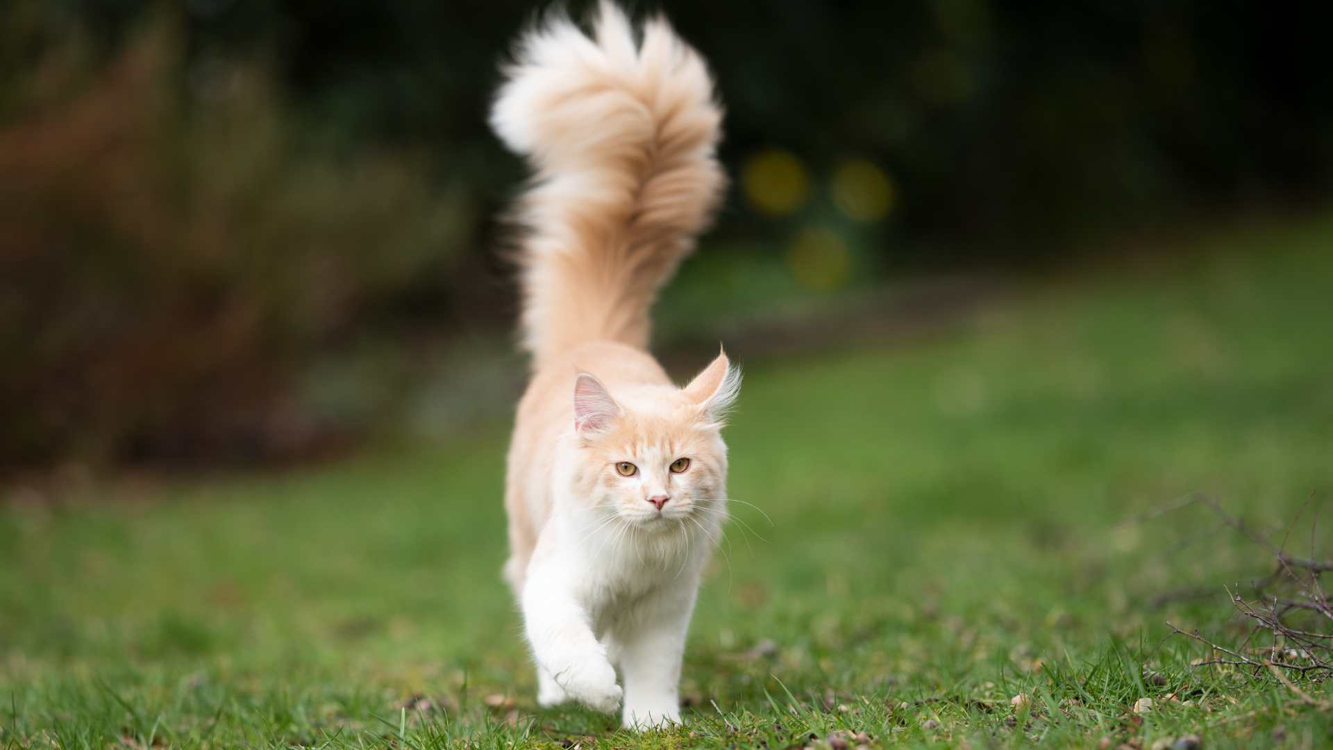 ¿Por Qué los Gatos Mueven la Cola?
