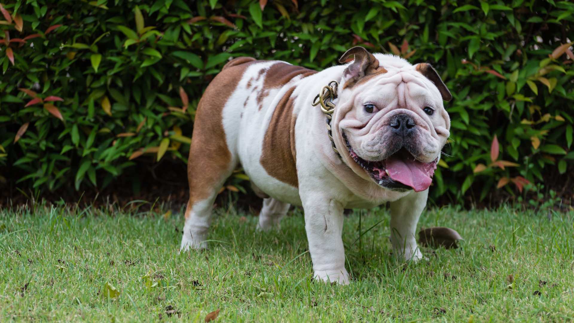 Cómo Hacer Bajar de Peso a un Perro