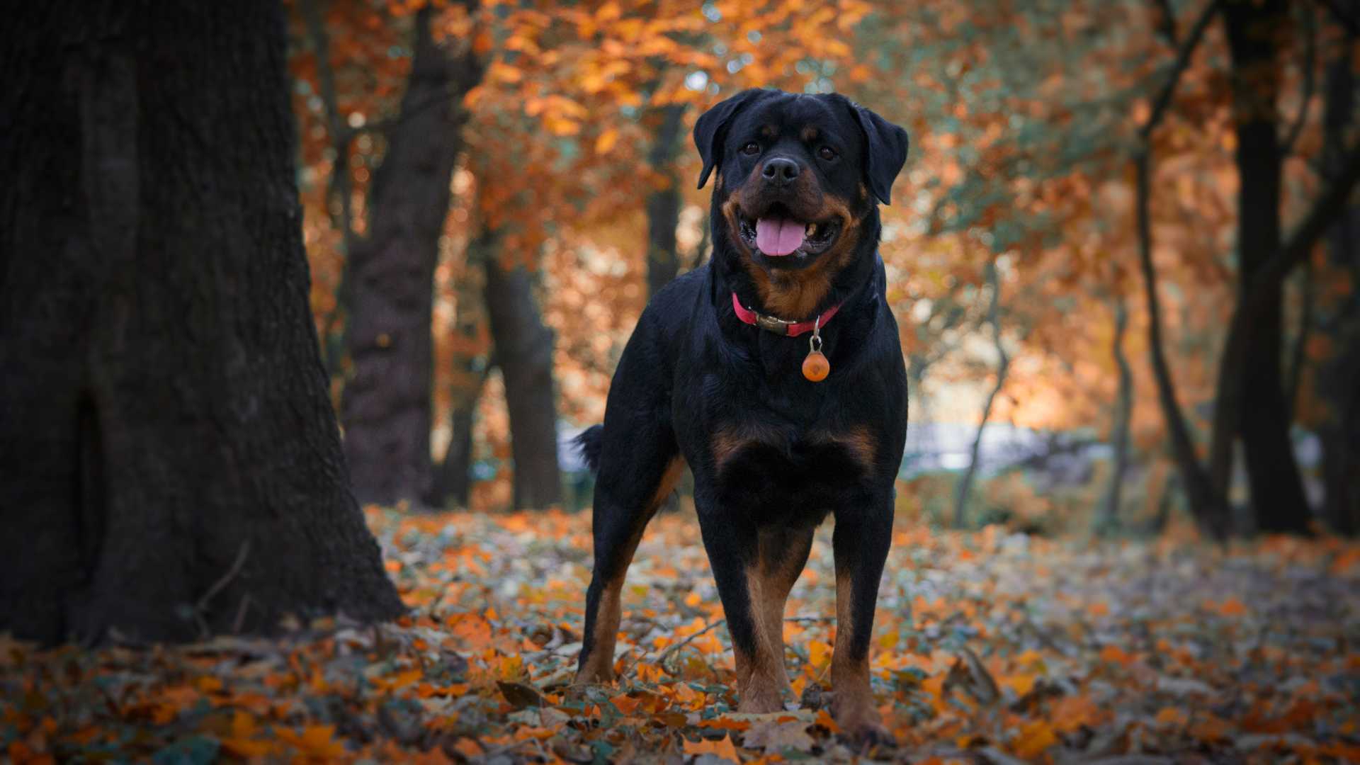Síntomas Después de Desparasitar a un Perro