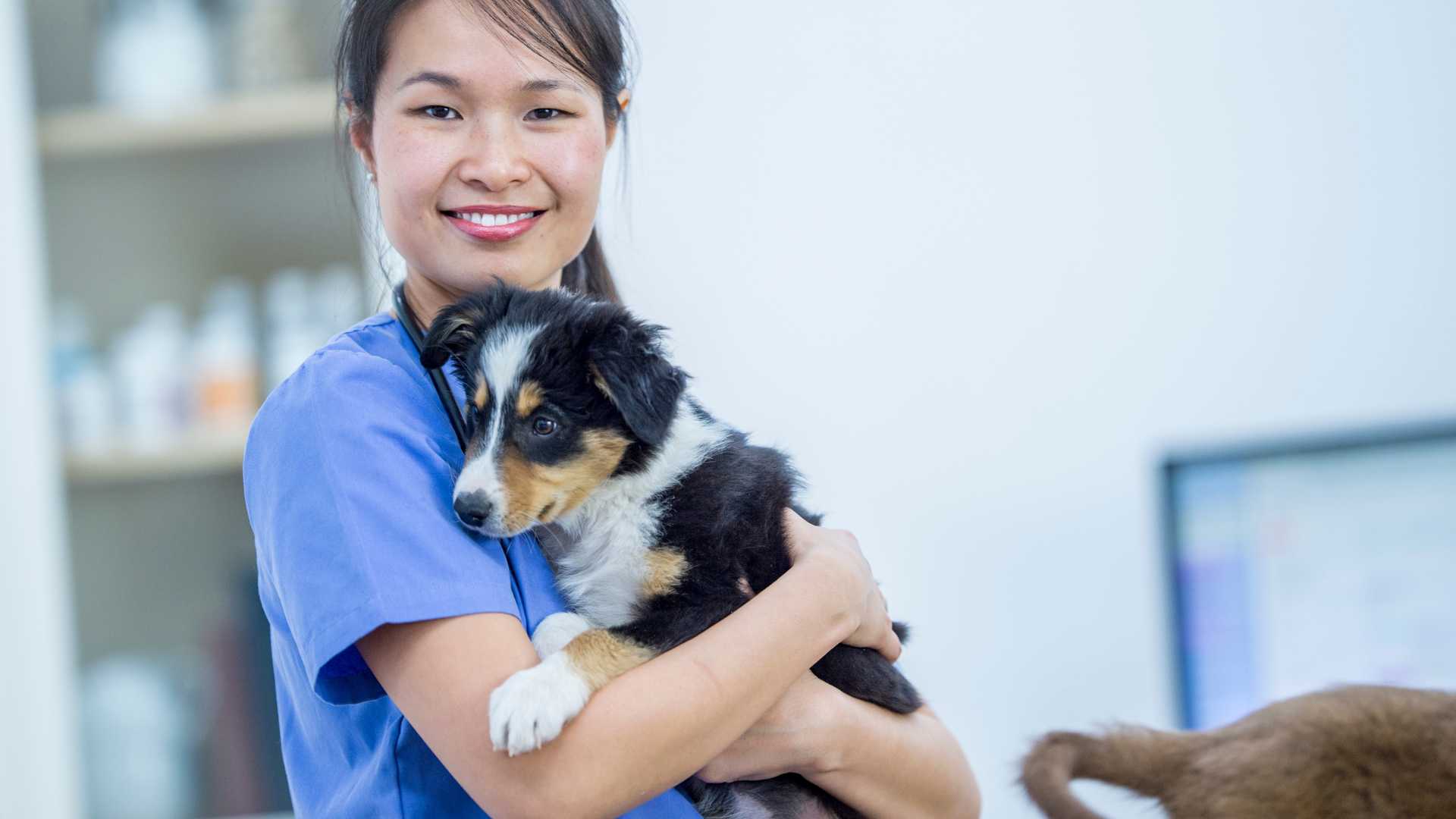 Qué Pasa Si un Perro Come Chocolate