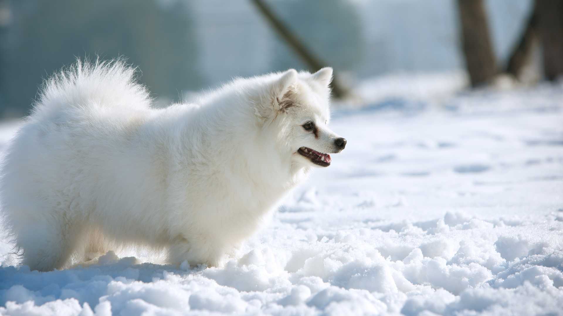 Spitz Aleman: Todo Sobre Esta Raza