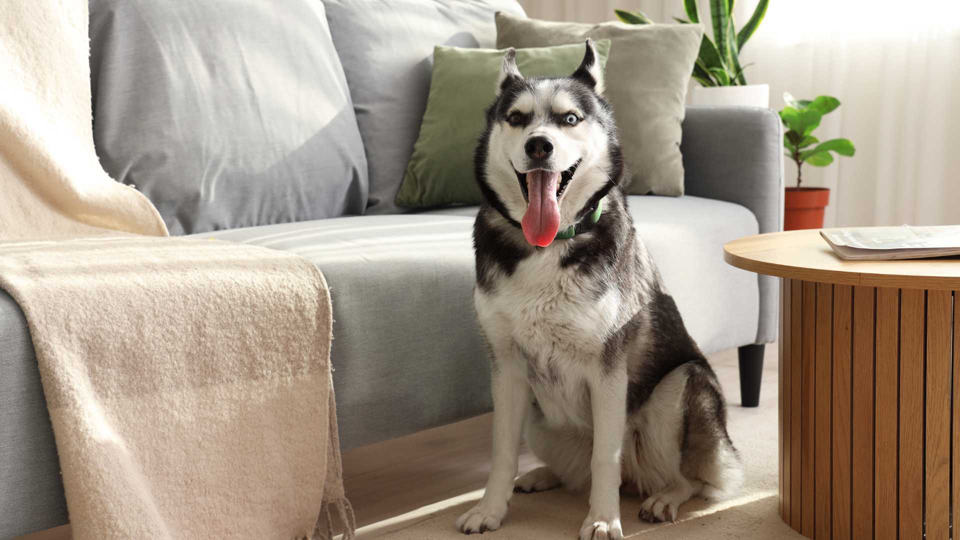 Cómo Eliminar el Olor a Orina de un Perro: Paso a Paso