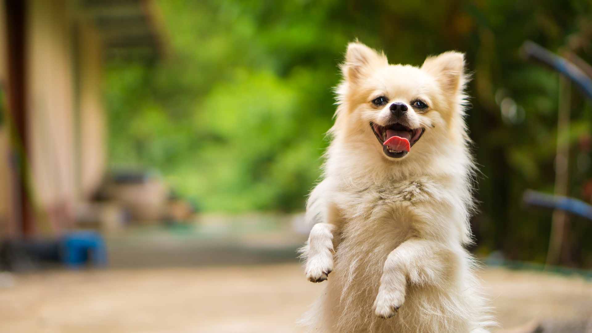 Denuncia por Maltrato Animal: Cómo Hacerla