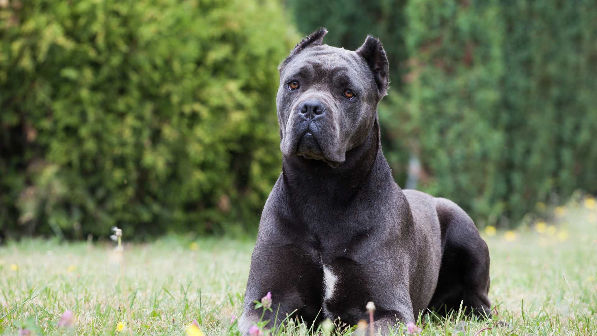 Cane Corso: Todo Sobre Esta Raza