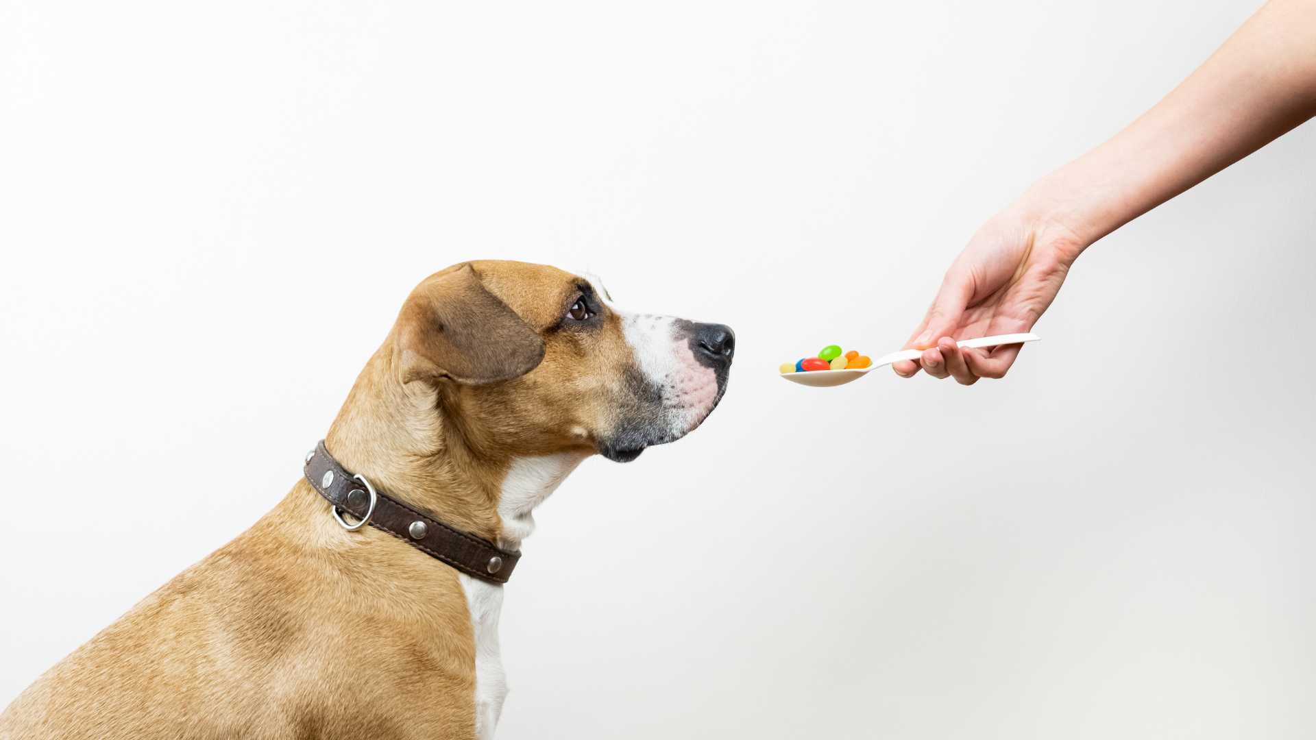 Vitaminas para Perros: Cuáles Debes Tener en Cuenta