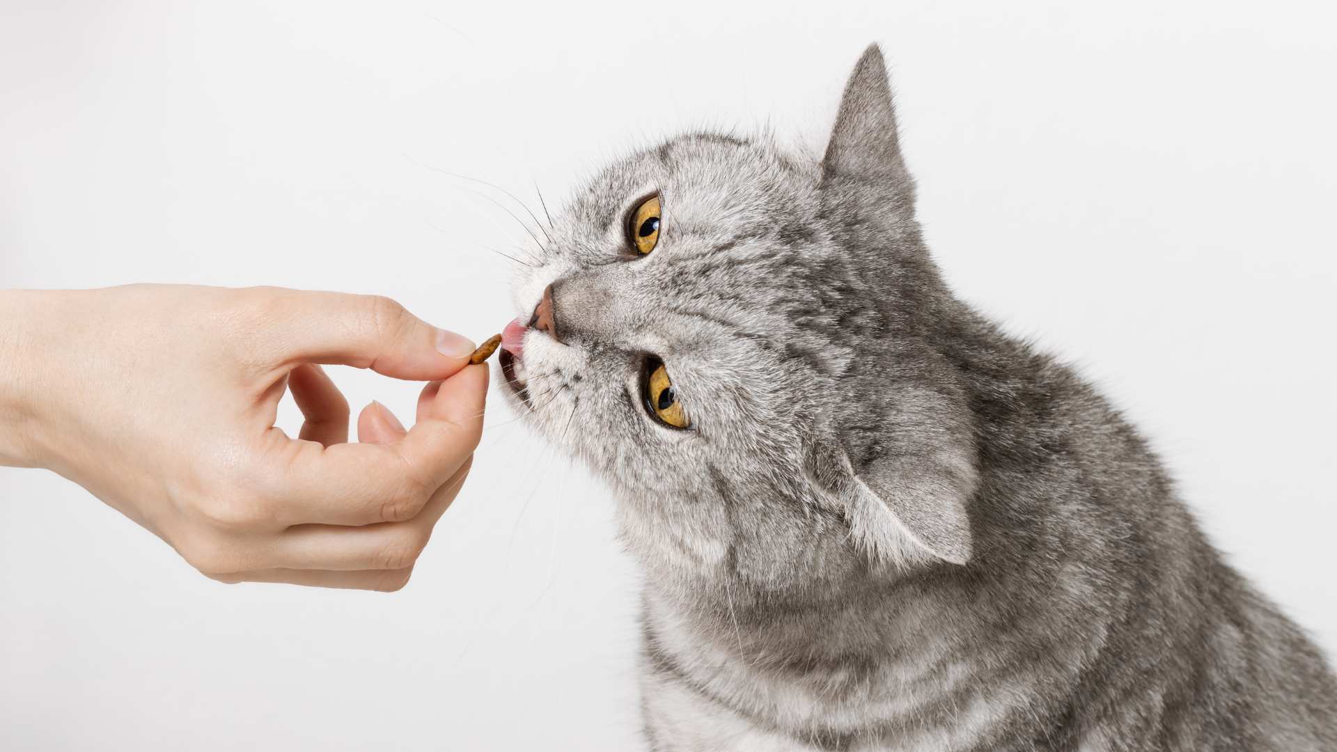 Cómo Elegir la Dieta Adecuada para tu Gato