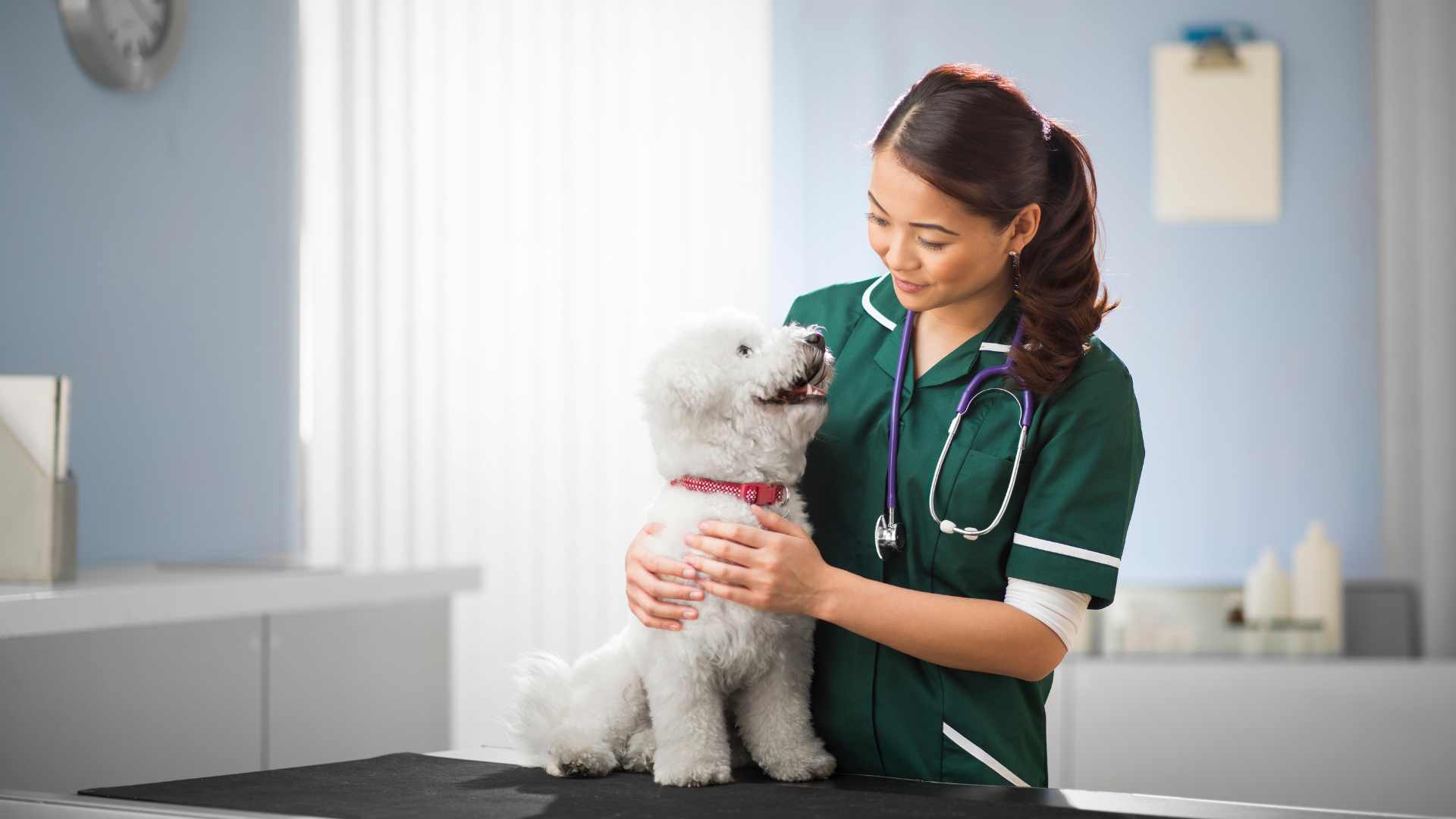 Veterinarias en Antofagasta: Direcciones y Contactos