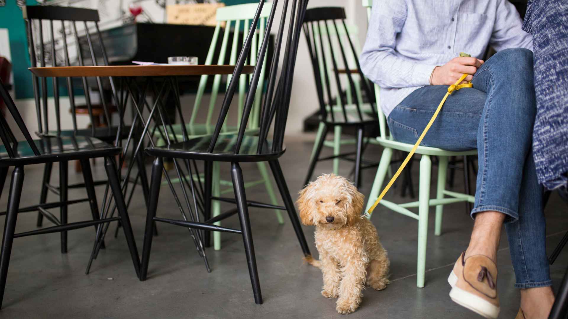 Cafeterías Pet Friendly en Santiago que Tienes que Visitar