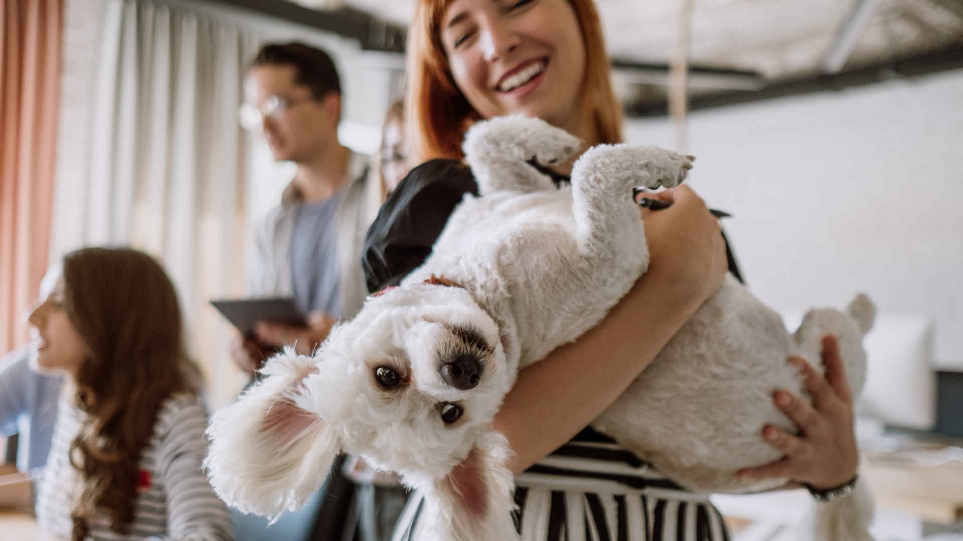 Lugares Pet Friendly que Puedes Visitar en Santiago