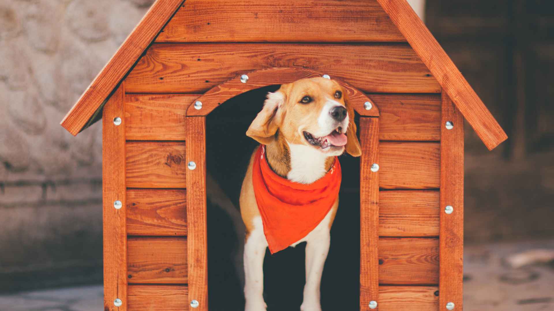 Caniles en Santiago: Opciones Disponibles