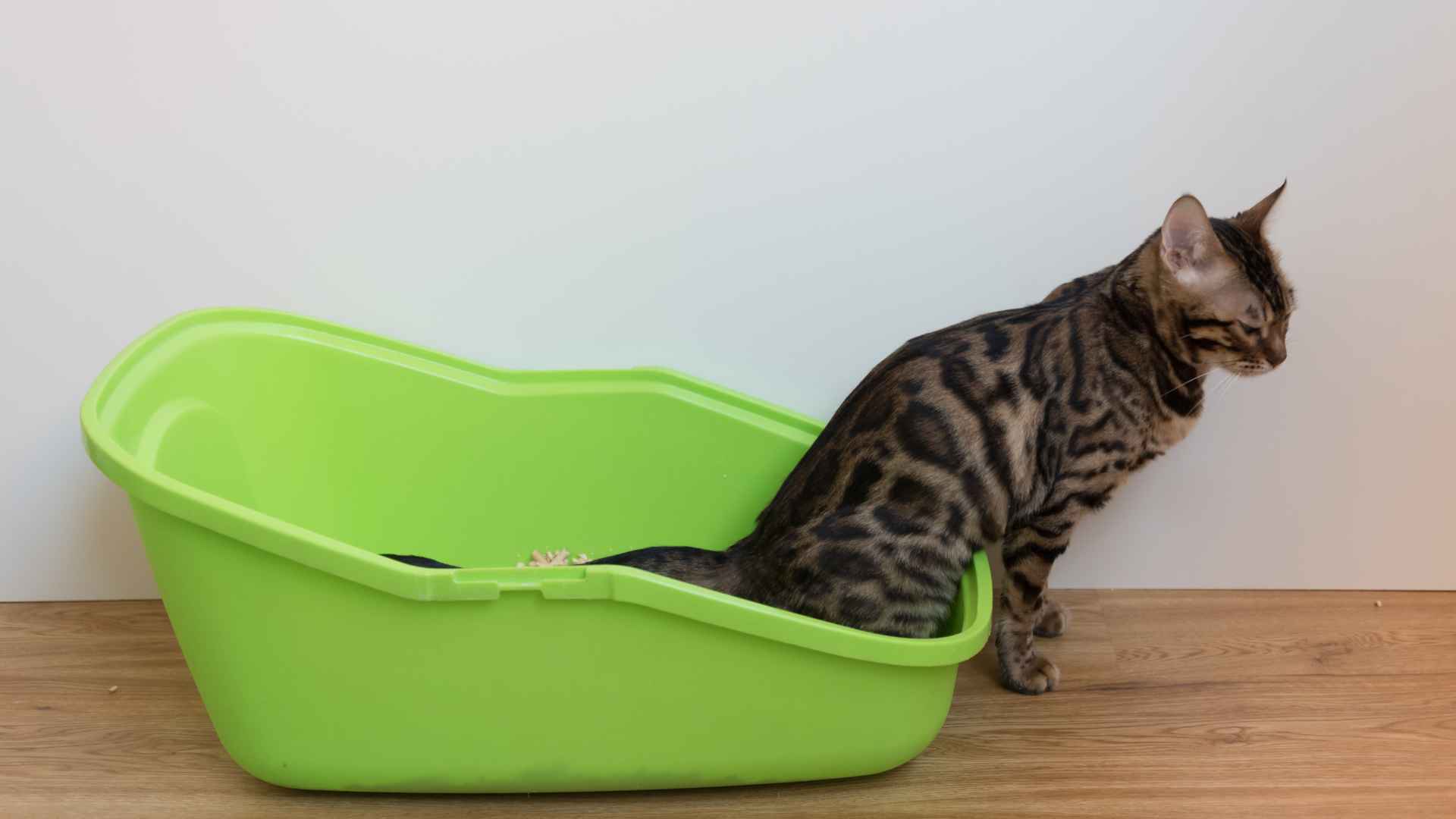 Cómo Quitar el Olor a Orina de un Gato