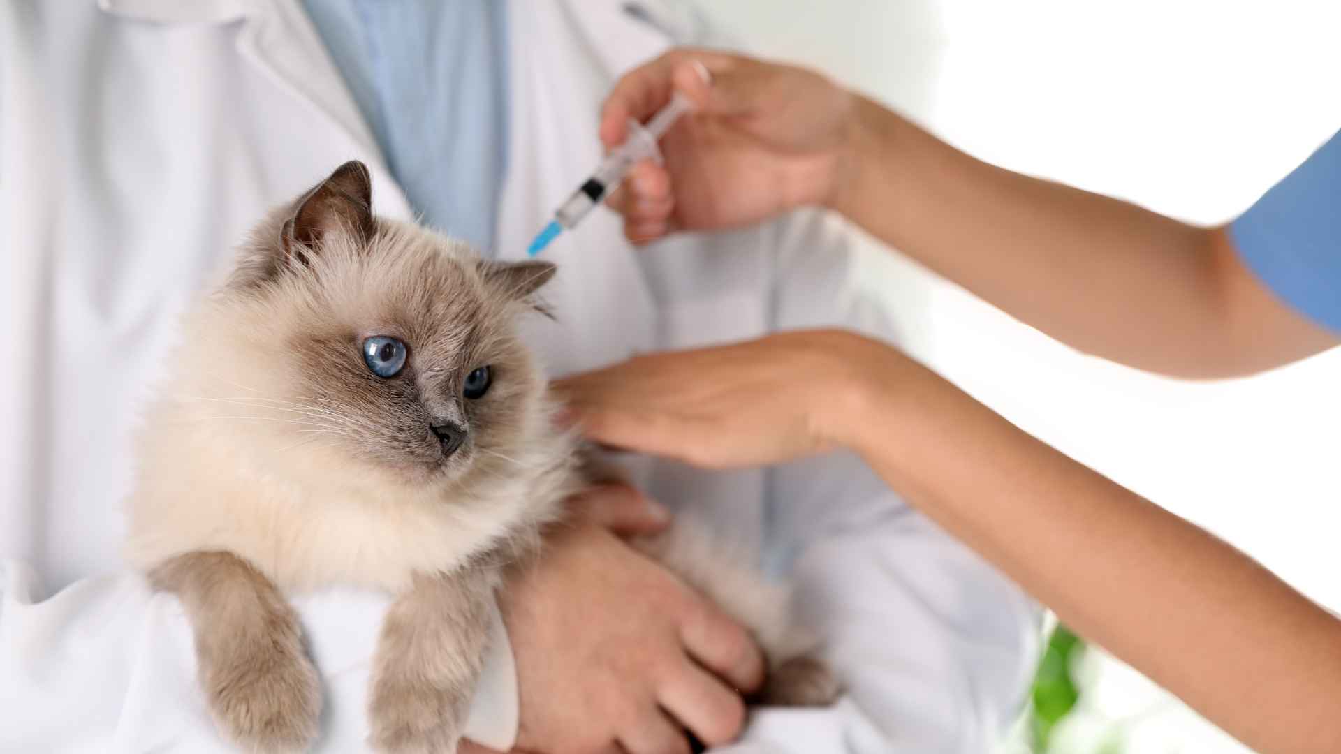 Vacuna Antirrábica en Gatos: Guía Completa