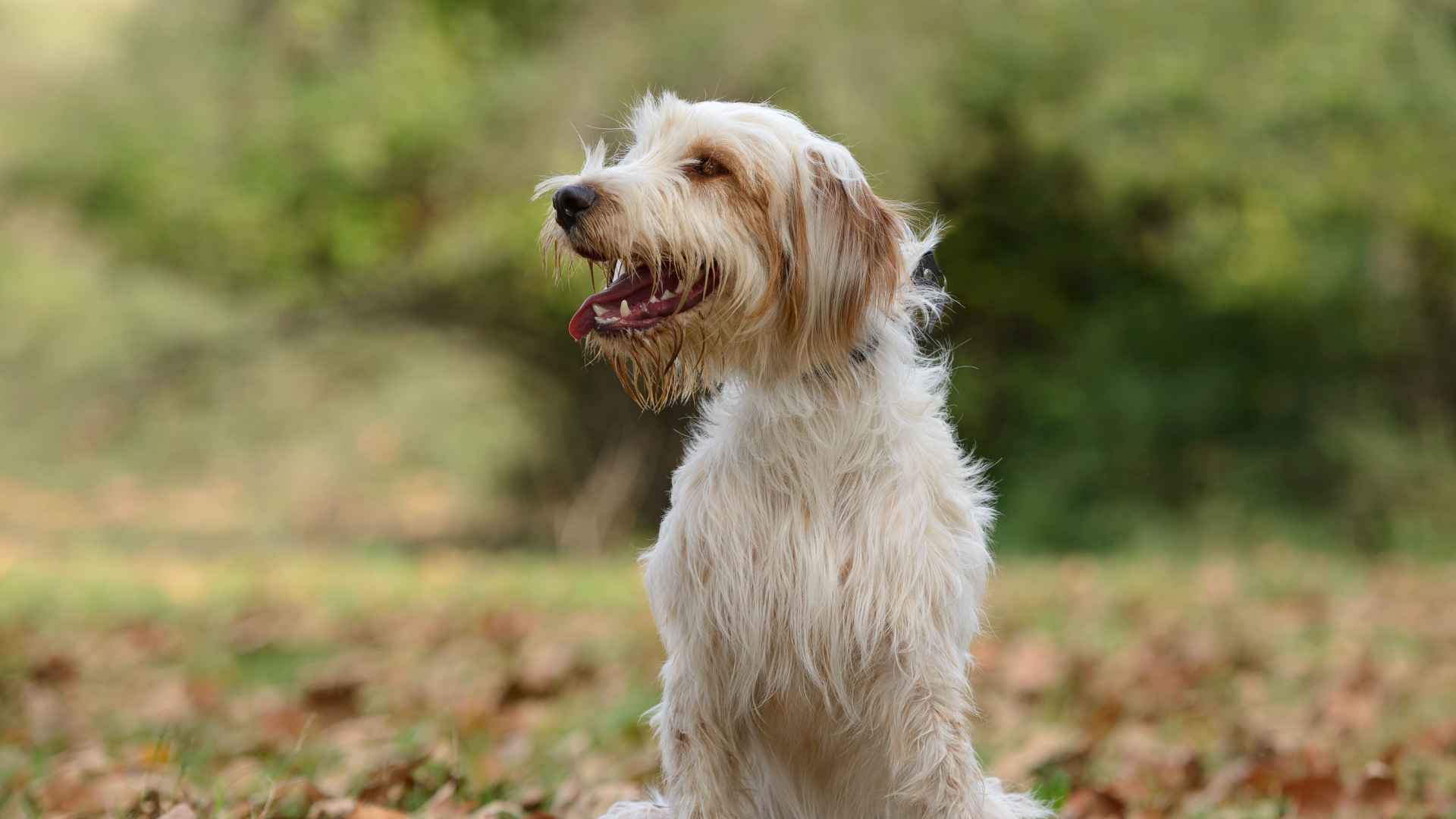 Pastor Catalán: Todo Sobre Esta Raza