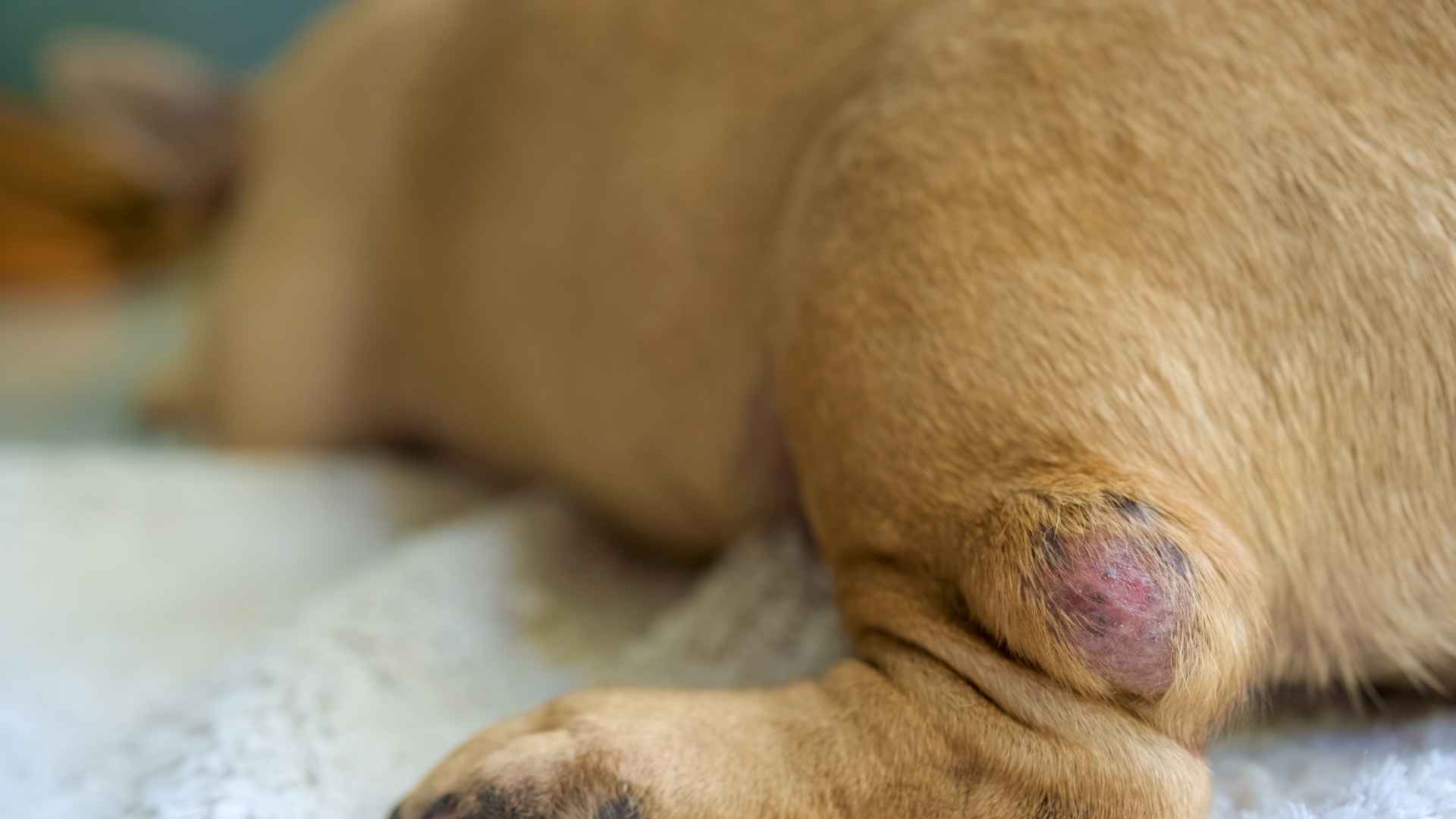 Tumores en Perros: Qué Debes Saber