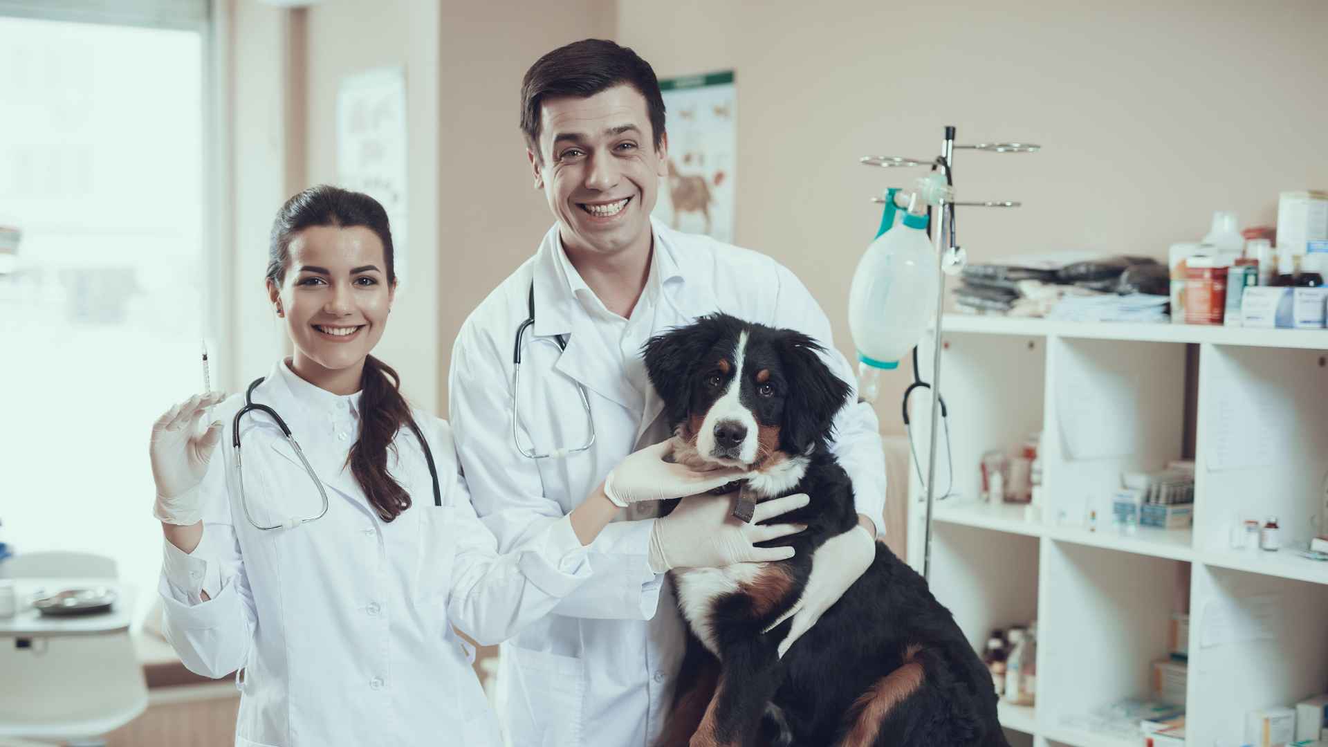 Veterinarias en Puerto Varas: Listado