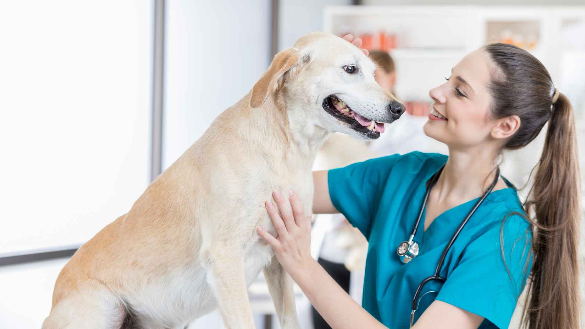 Veterinarias en Providencia: Listado