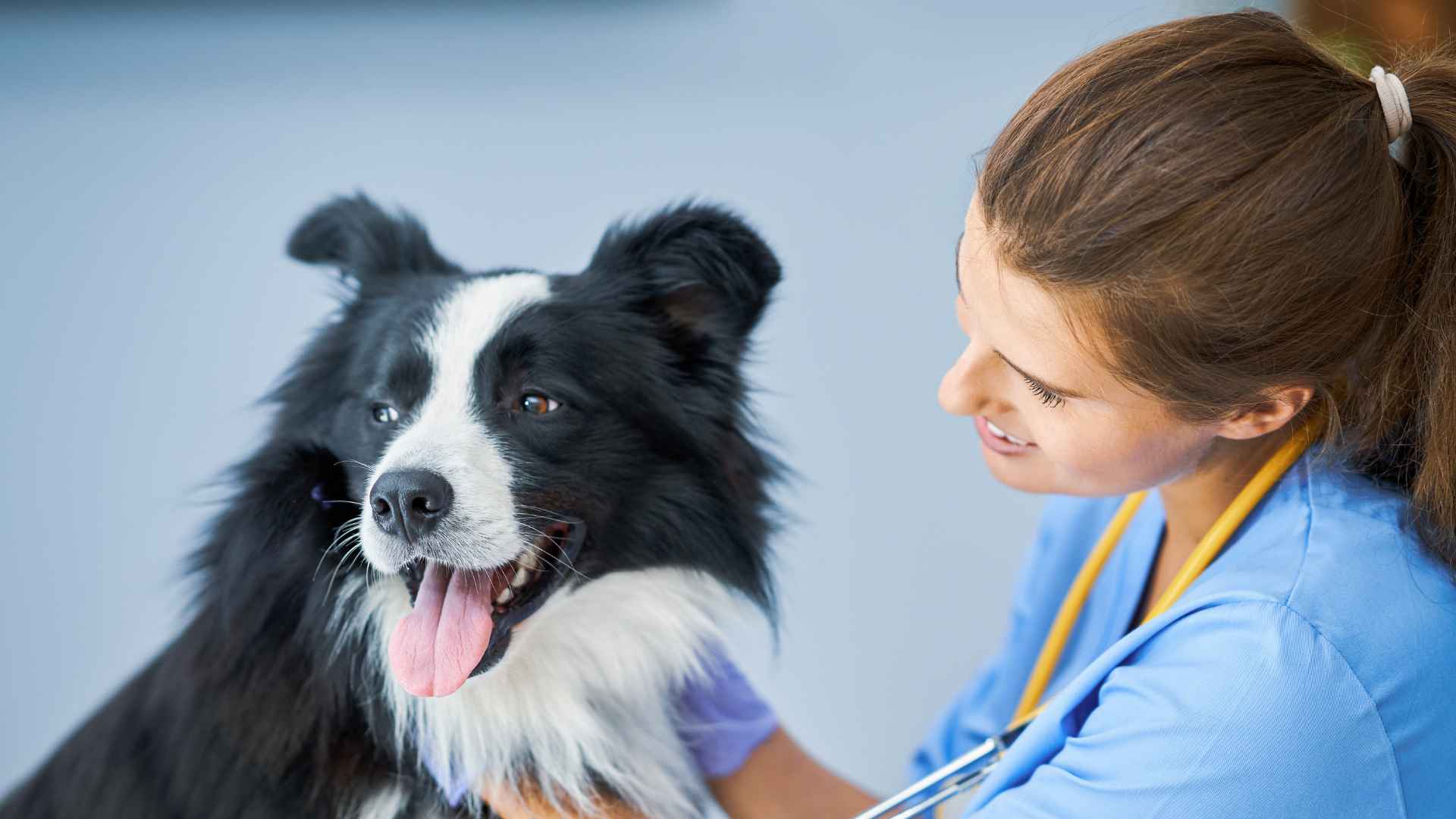 Hipotiroidismo en Perros: Qué Debes Saber