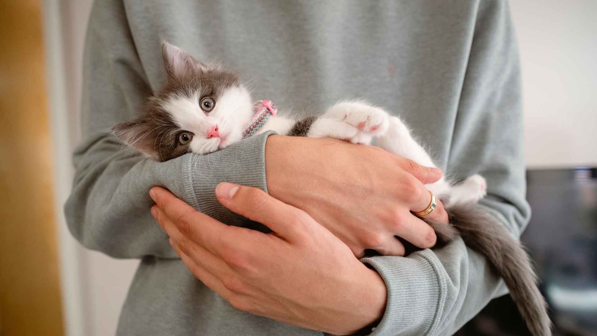 Bolsa Primordial Gatos: Qué Es