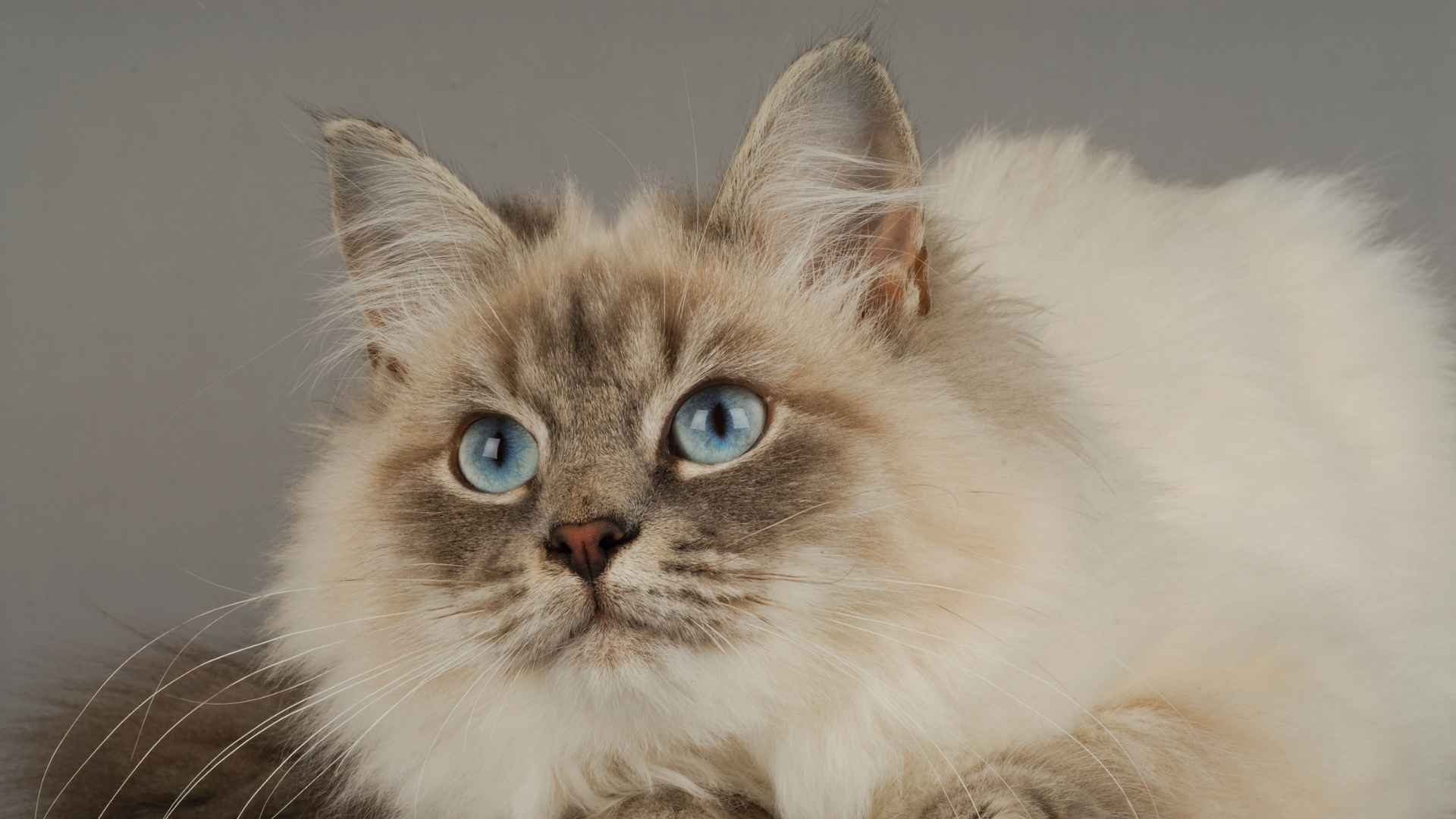 Gato Hipoalergénico: Qué Debes Saber