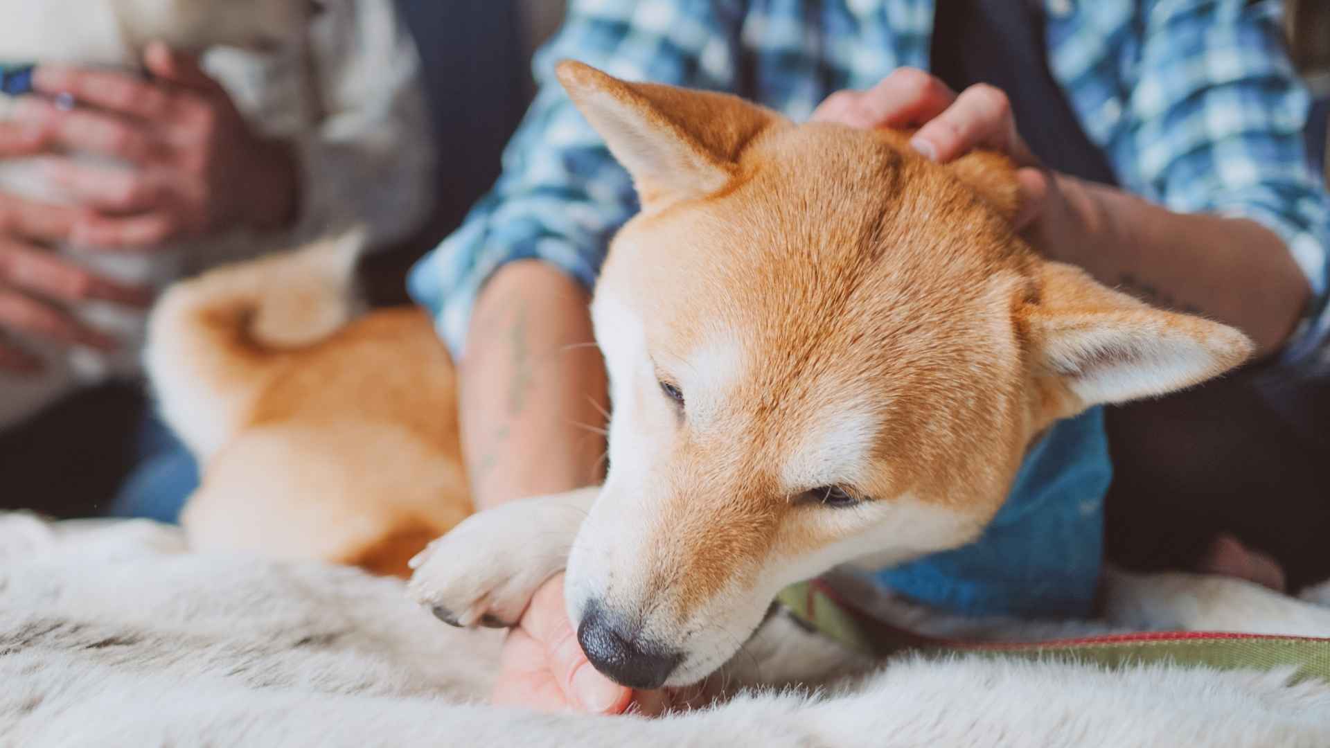 Mi Perro se Lame las Patas: Qué Debes Saber