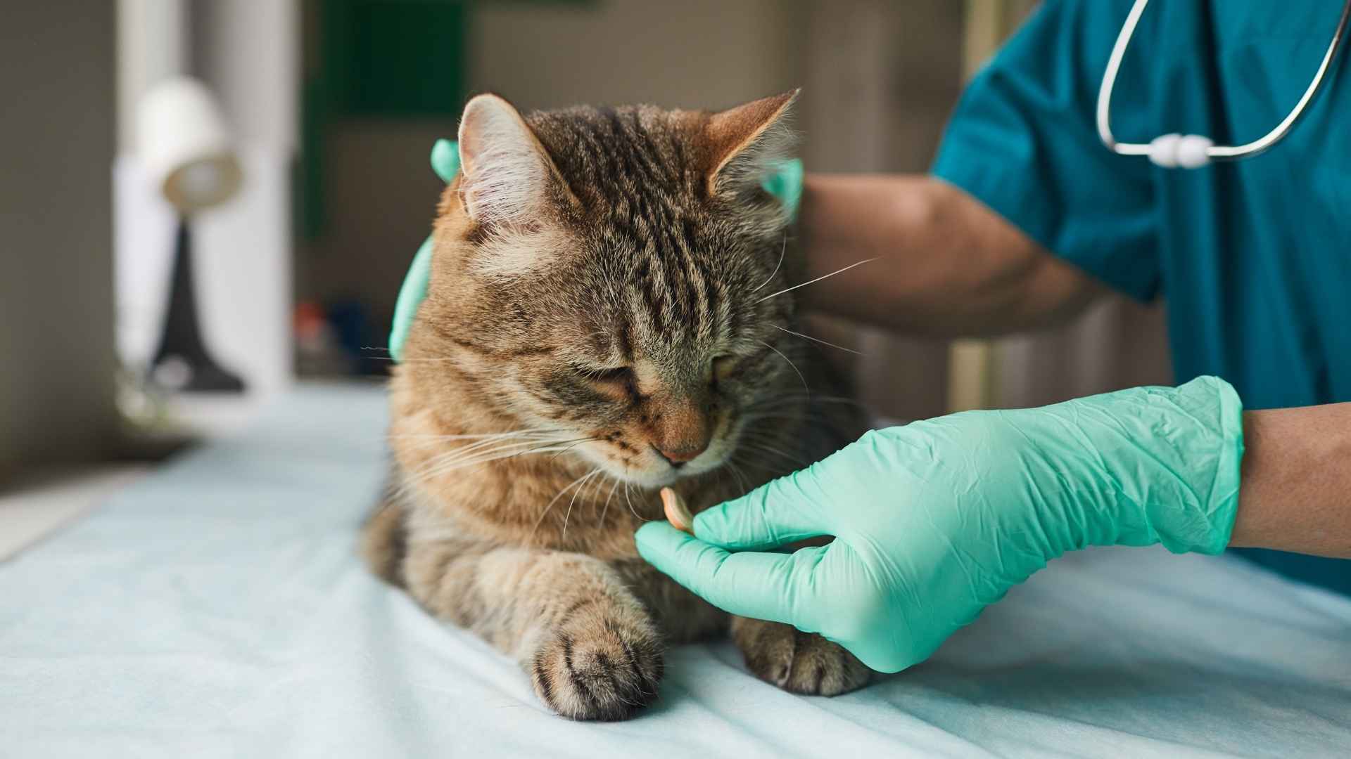 Cómo Darle Pastillas a un Gato: Guía Completa