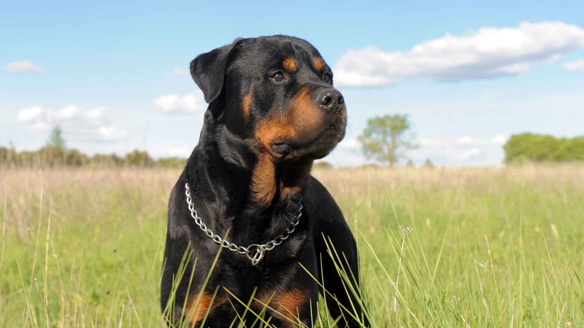 Perros Potencialmente Peligrosos en Chile: Qué Debes Saber