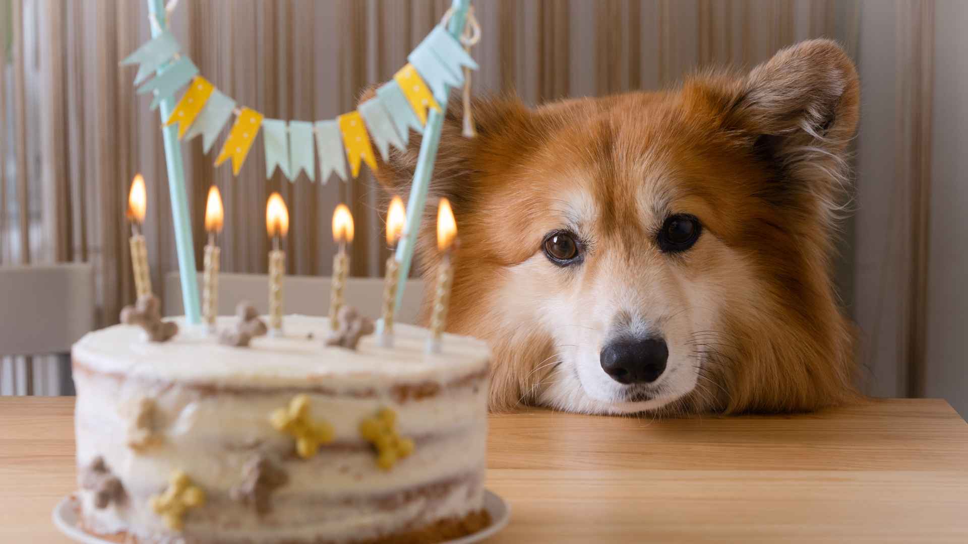 Recetas de Tortas para Perros para su Cumpleaños
