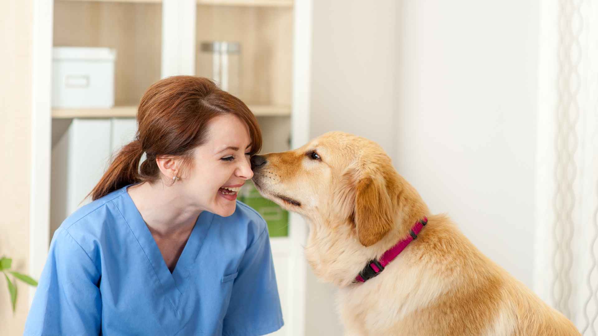 Veterinarias en Talca: Direcciones y Contactos