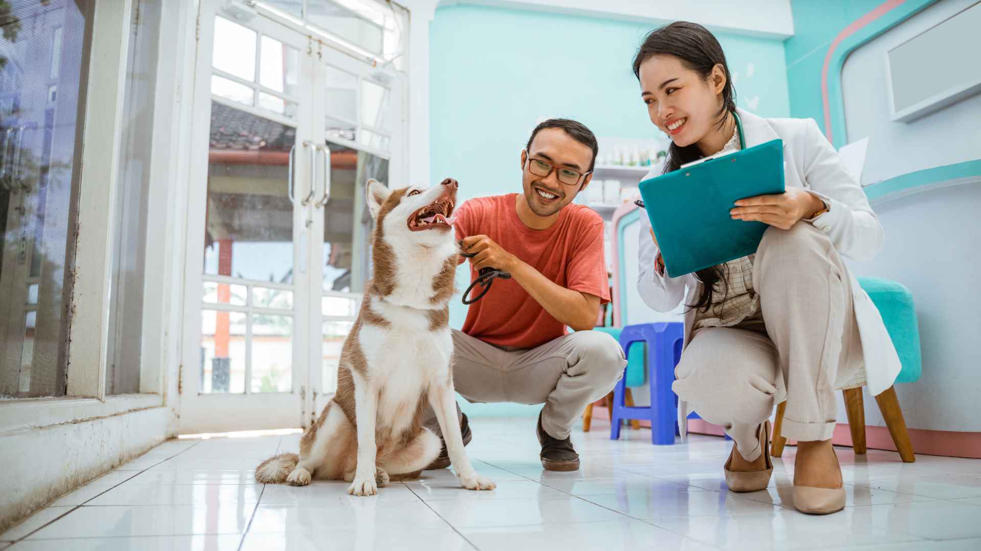 Veterinarias en Puente Alto: Direcciones y Contacto