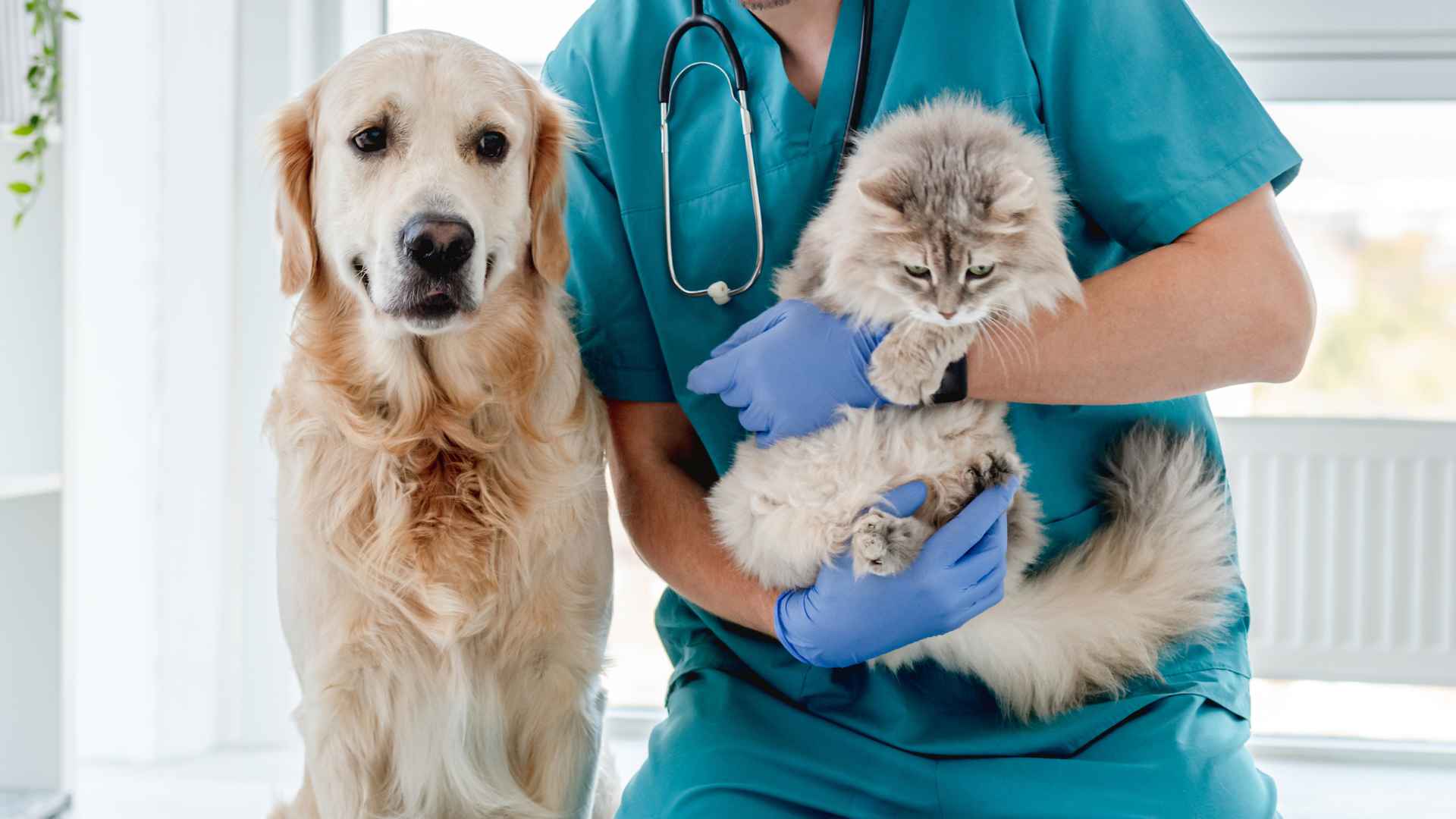 Veterinarias en La Florida: Direcciones y Contactos