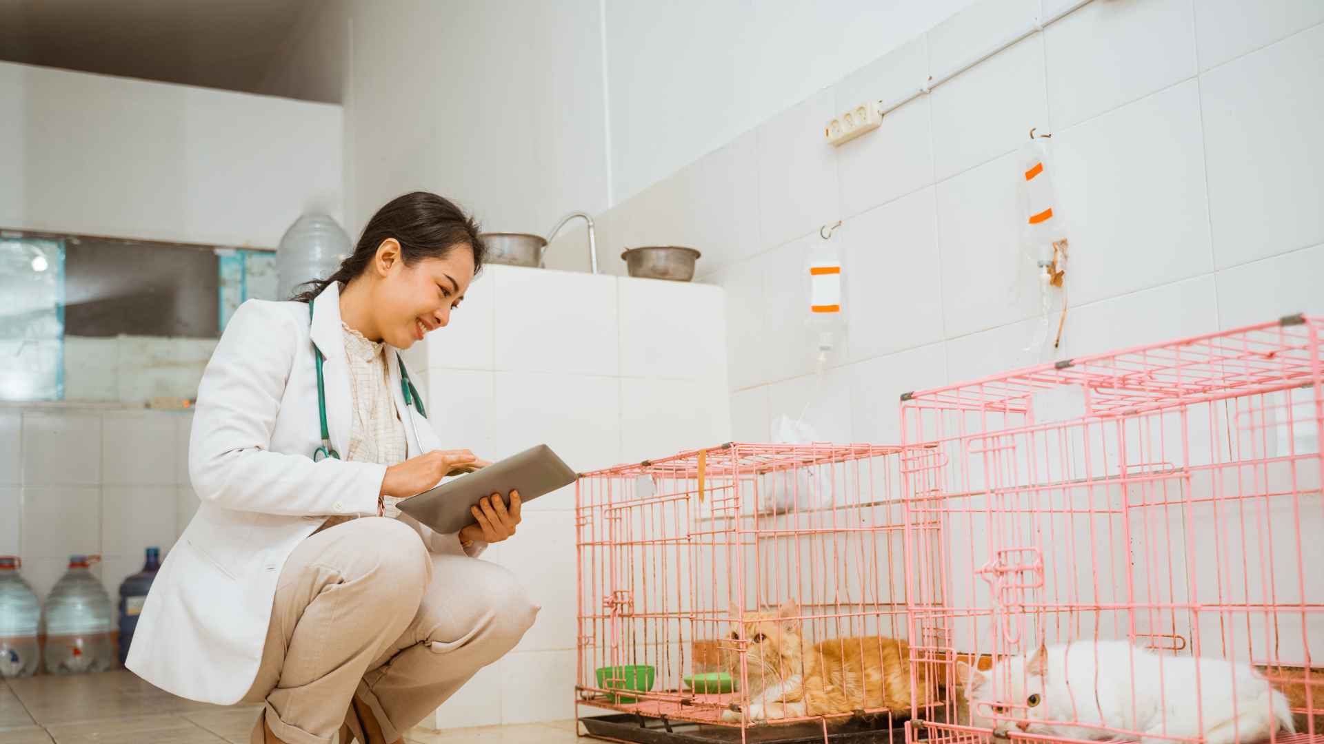 Veterinarias en Valparaíso: Direcciones y Contactos