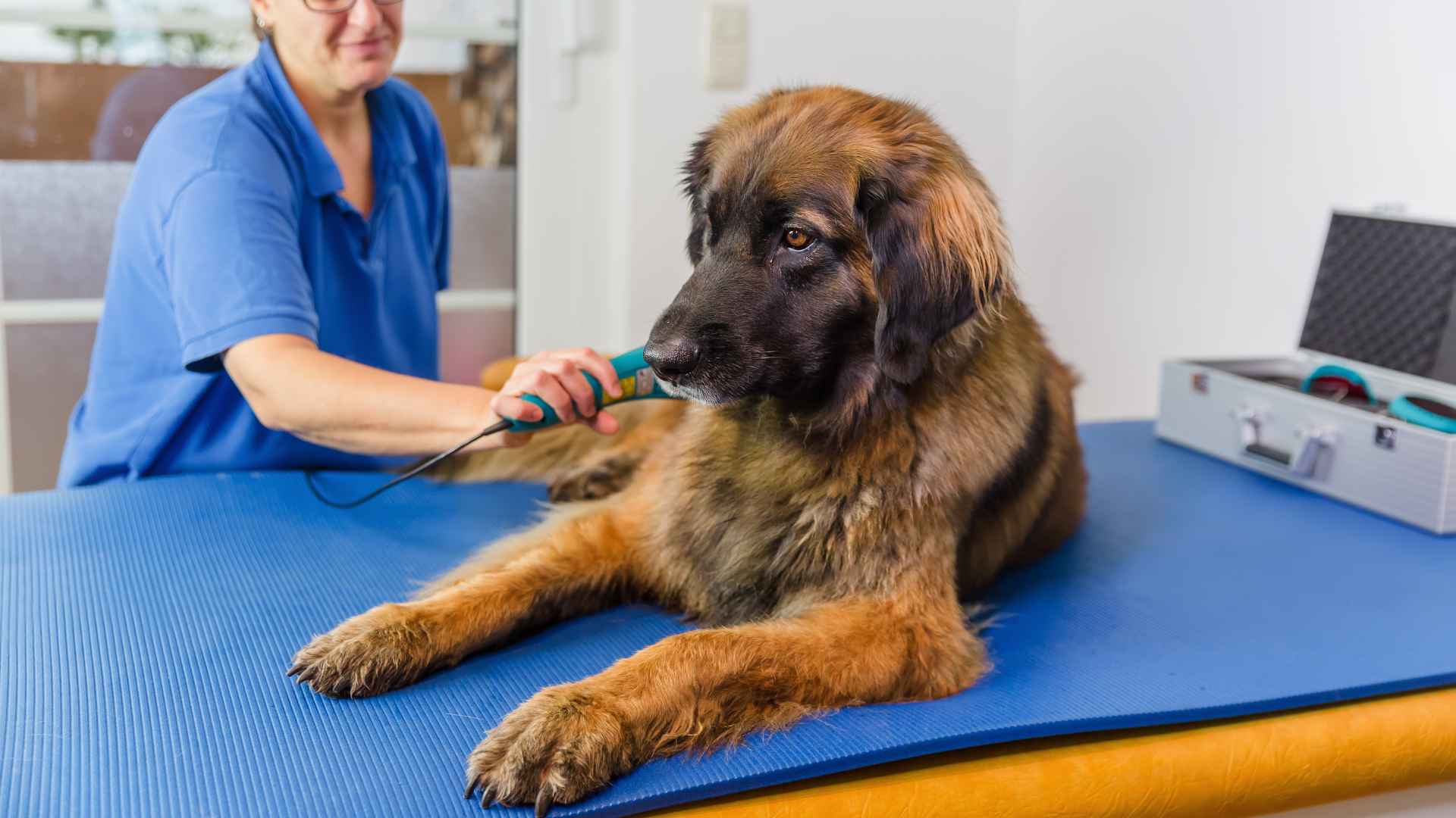 Fisioterapia para Perros: Qué Debes Saber
