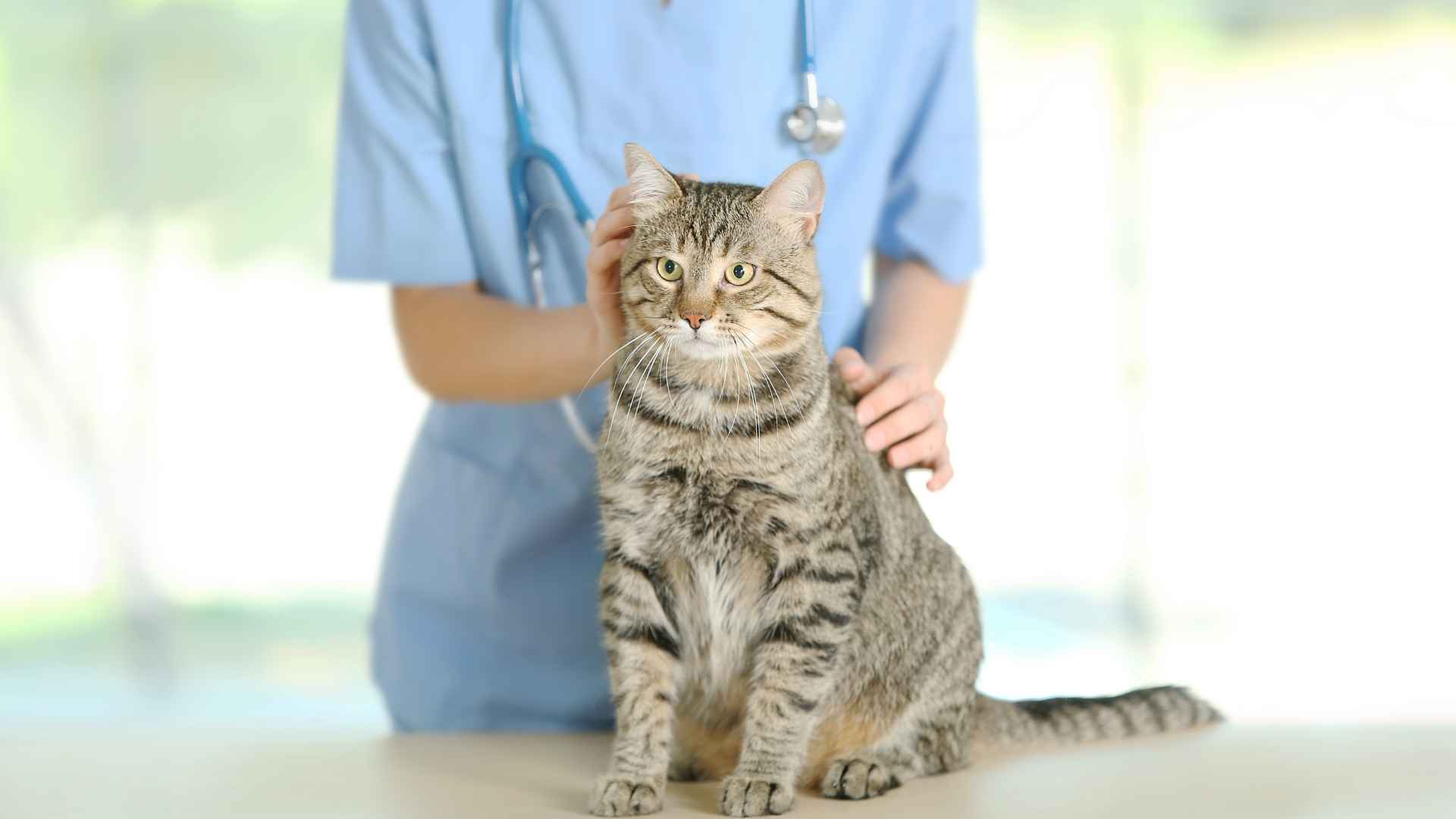 Test Retroviral a Gatos: Qué Debes Saber