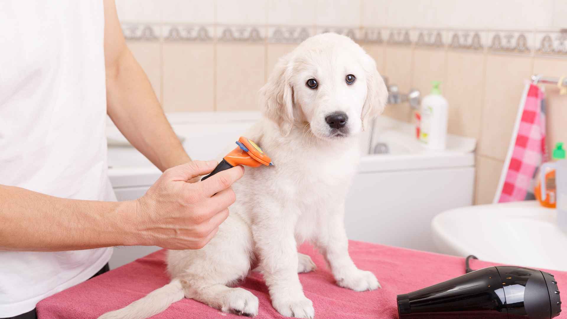 Peluquería Canina a Domicilio: Qué Puedes Esperar