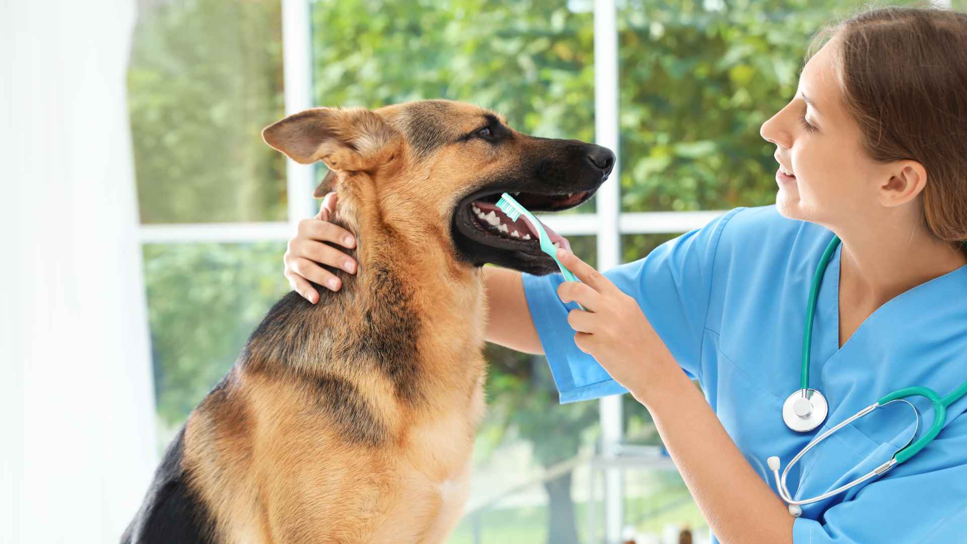 Dentista para Perros: Direcciones y Contactos