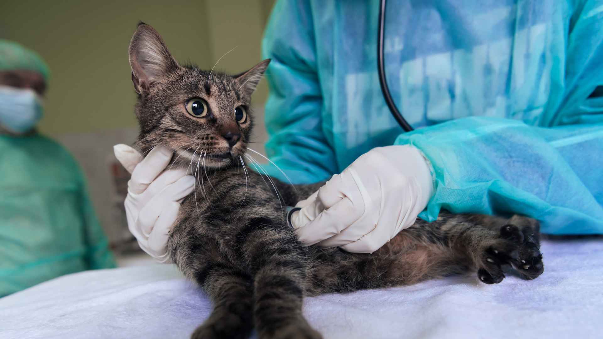 Test de Leucemia Felina: Todo lo que Debes Saber