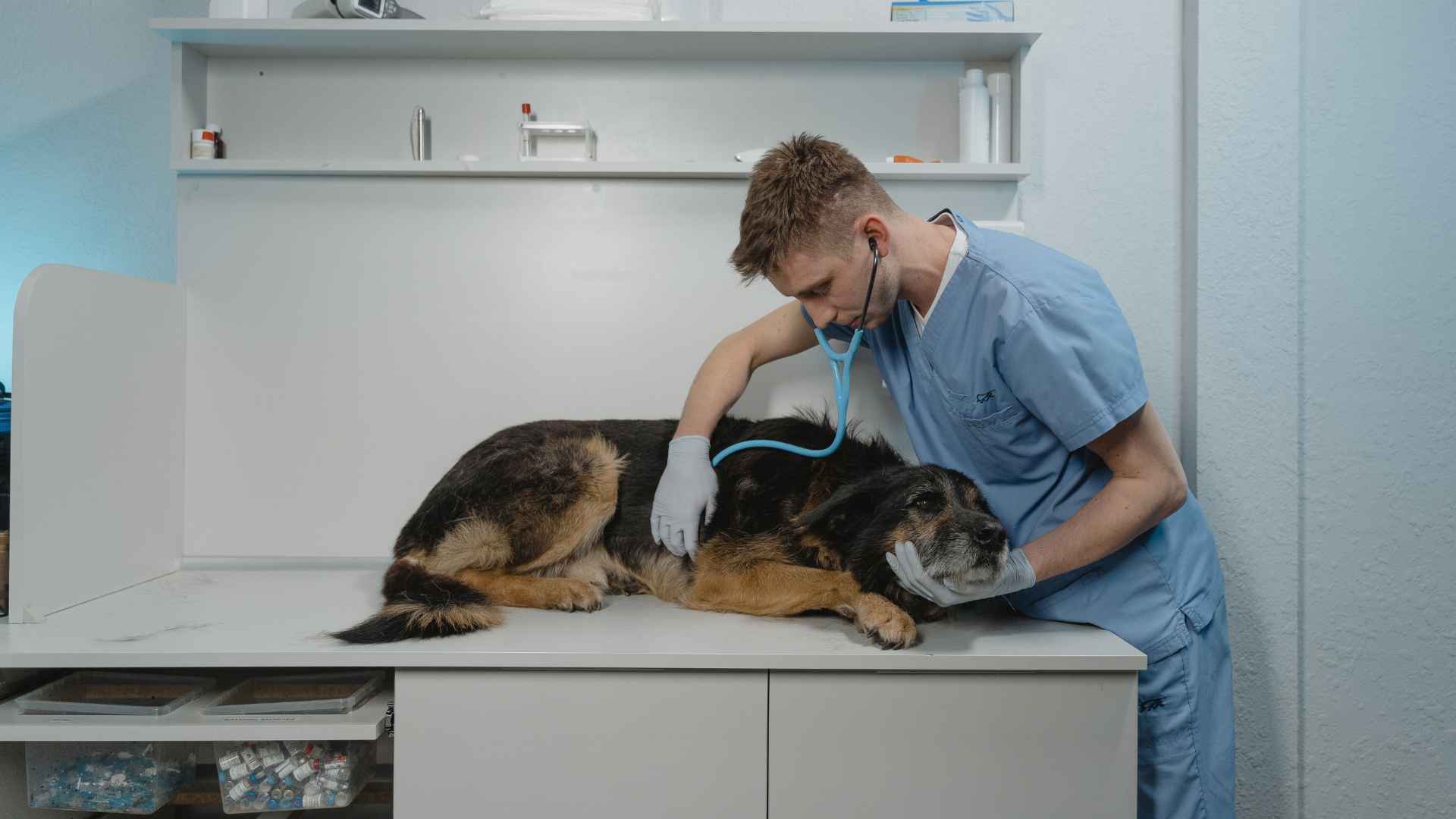 Tratamiento de Tos de las Perreras: Guía Completa