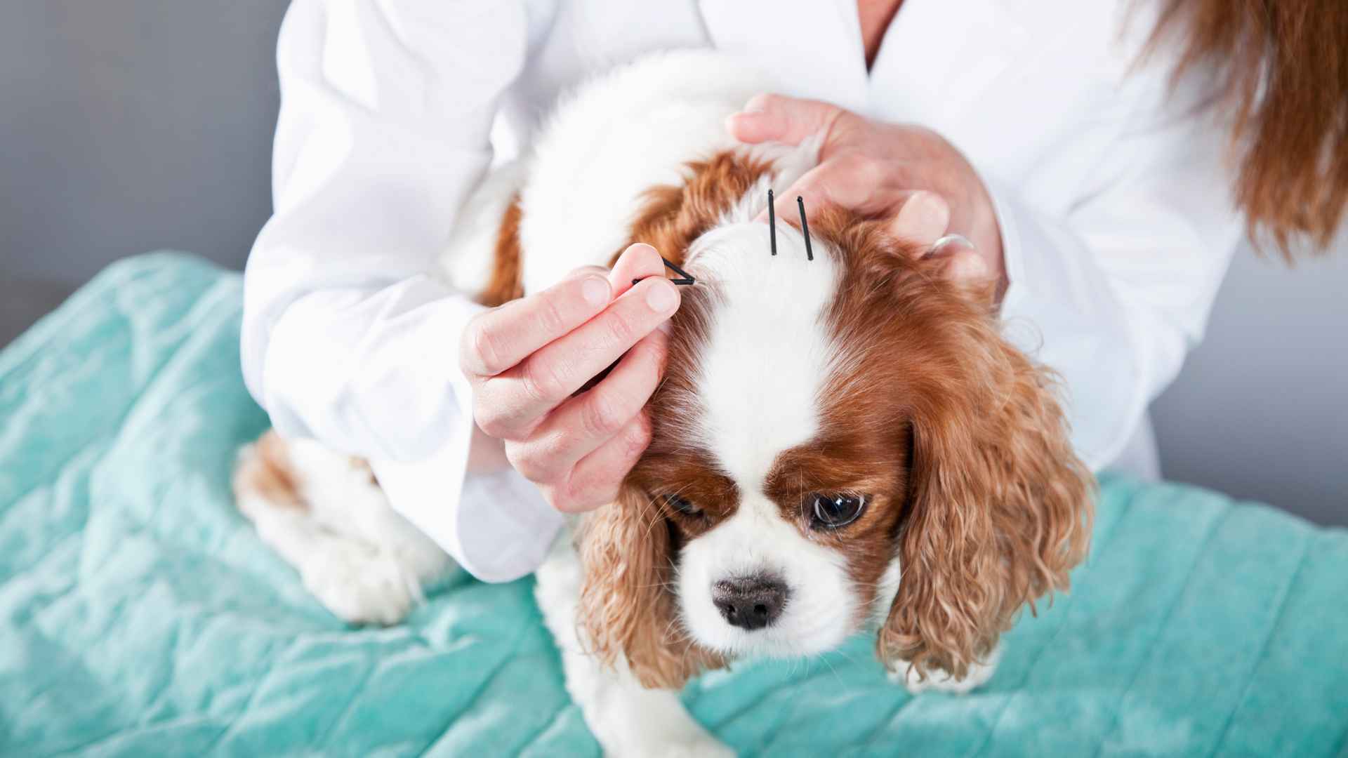 Acupuntura para Perros: Qué Debes Saber