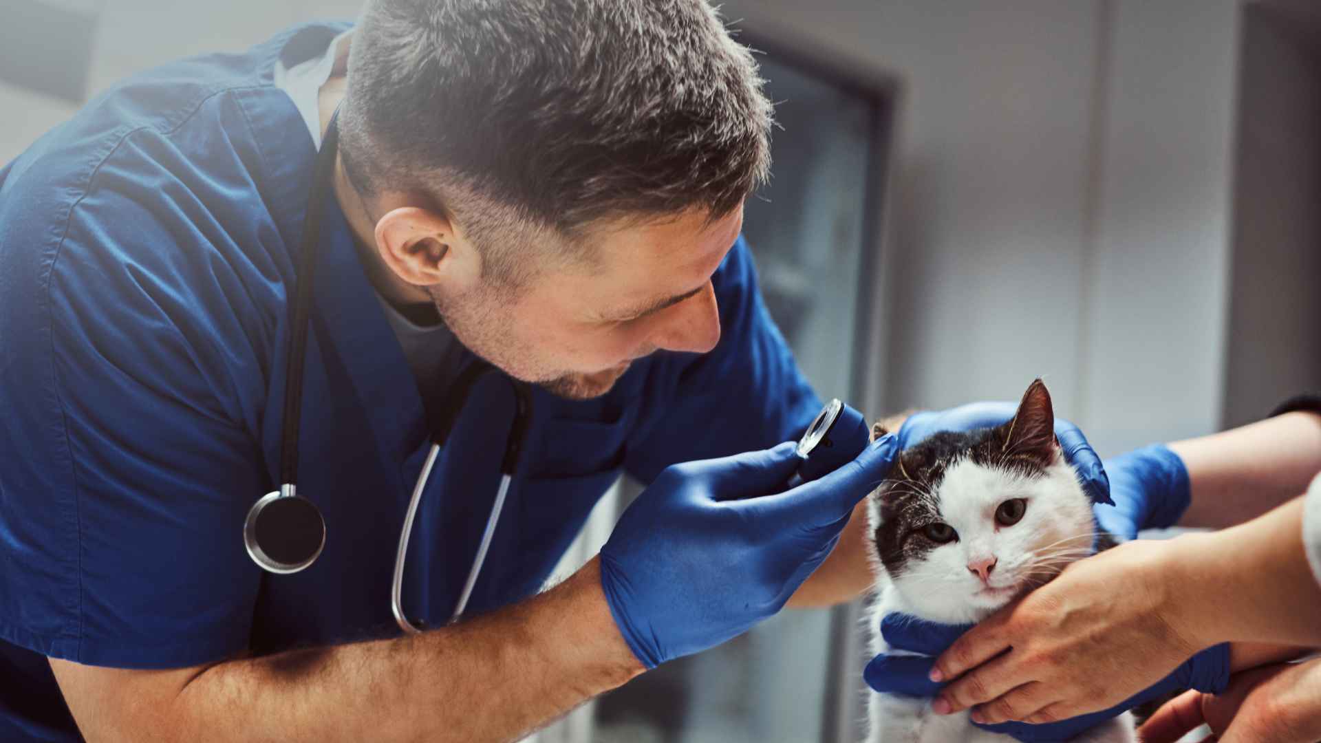 Neurólogo Veterinario: Direcciones y Contactos