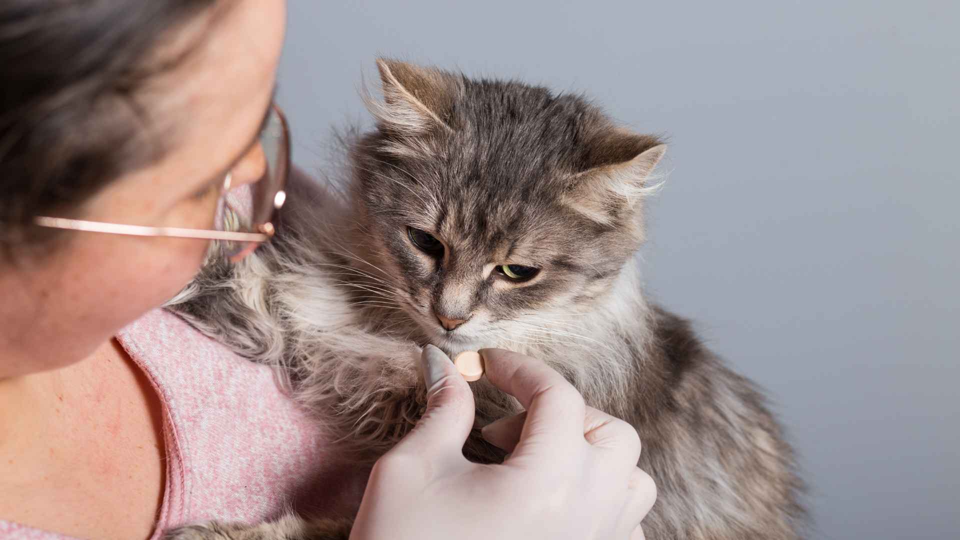 Cómo Saber si mi Gato Está Enfermo