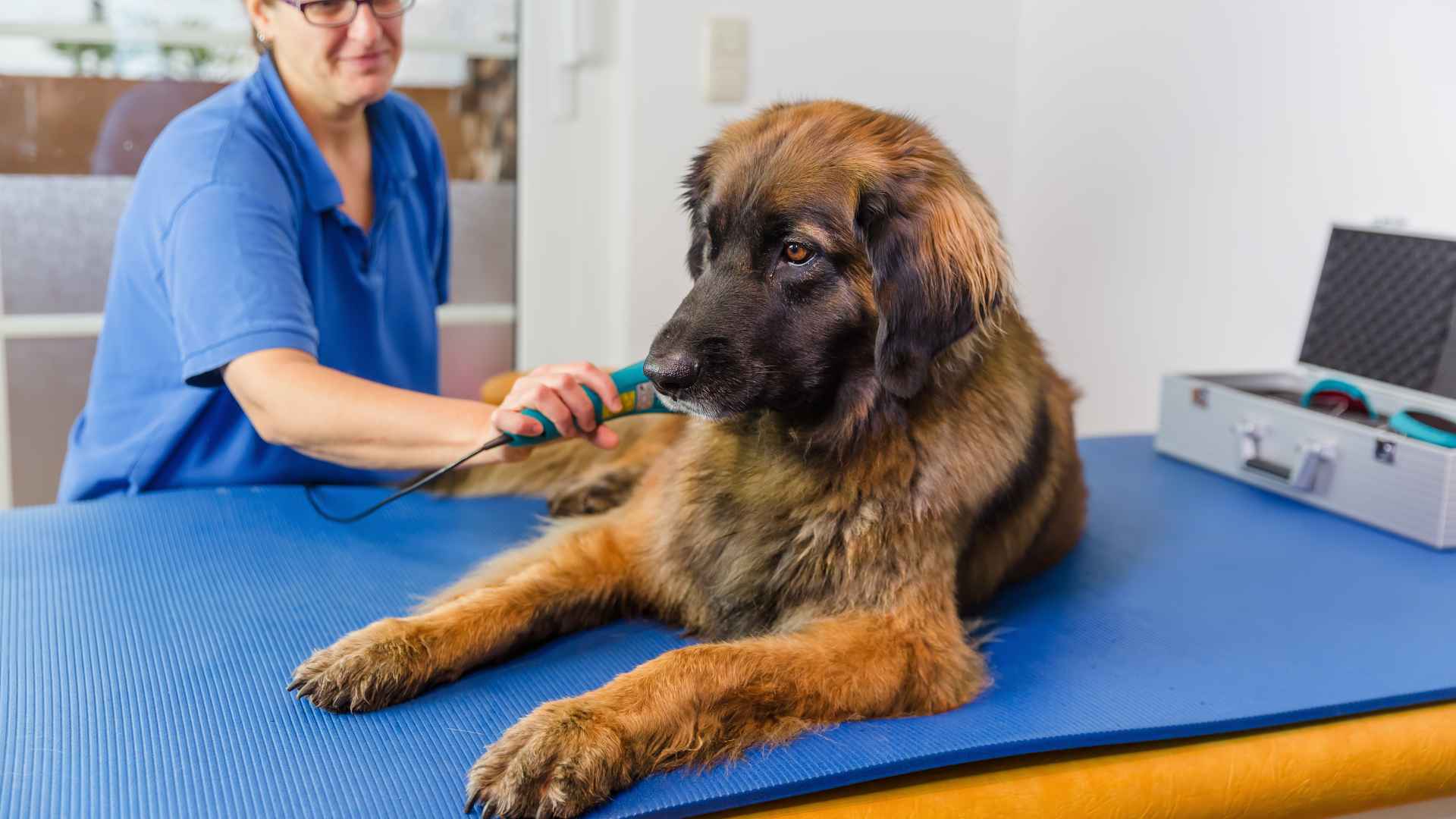 Fisioterapia Veterinaria: Qué Debes Saber