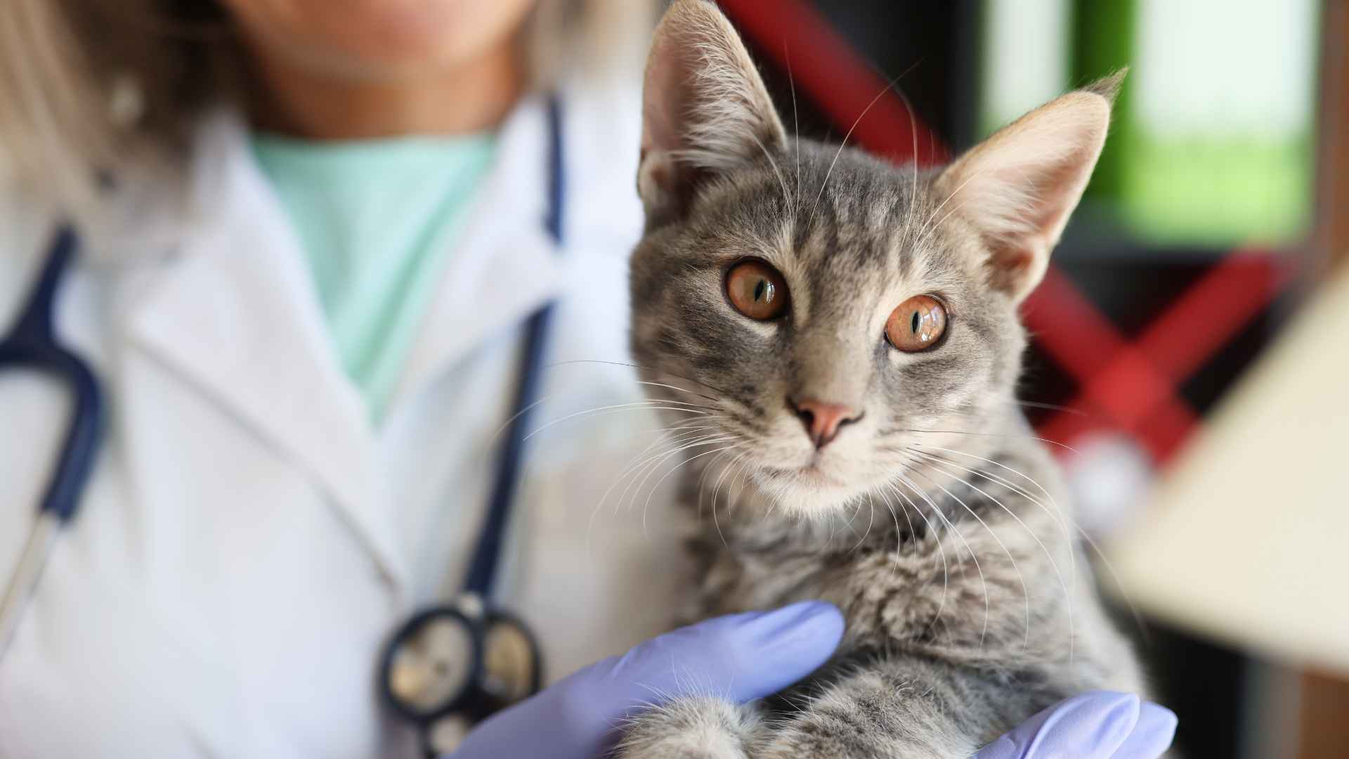 Veterinaria Holística: Qué Debes Saber