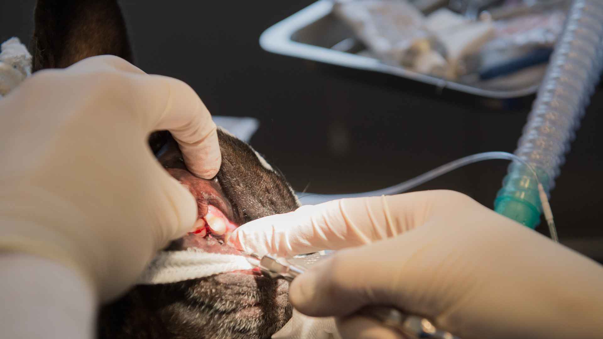 Destartraje Canino: Qué Es, Cómo se Hace, Qué Debes Saber