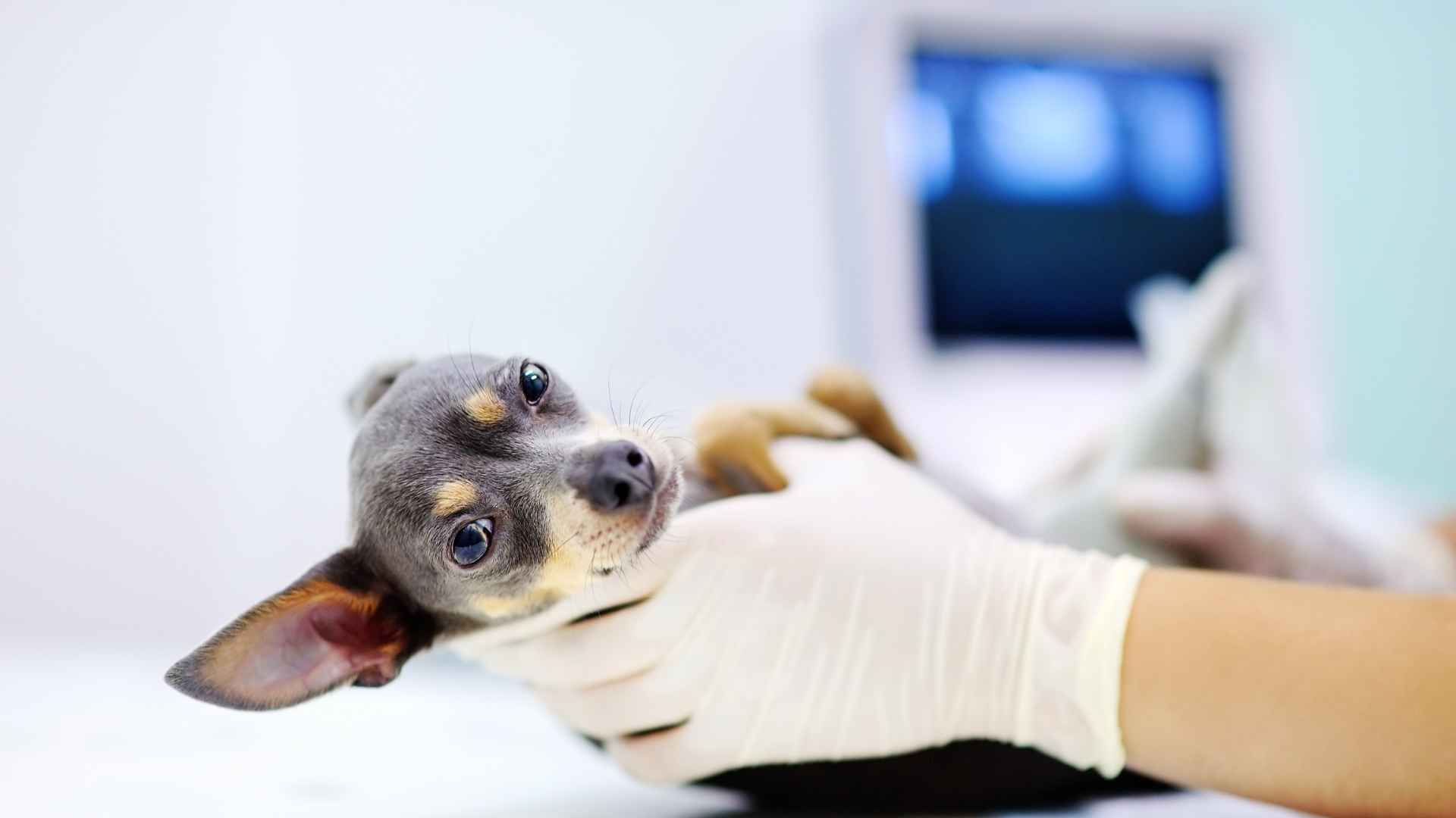 ¿Vale la pena contratar un seguro para perros?