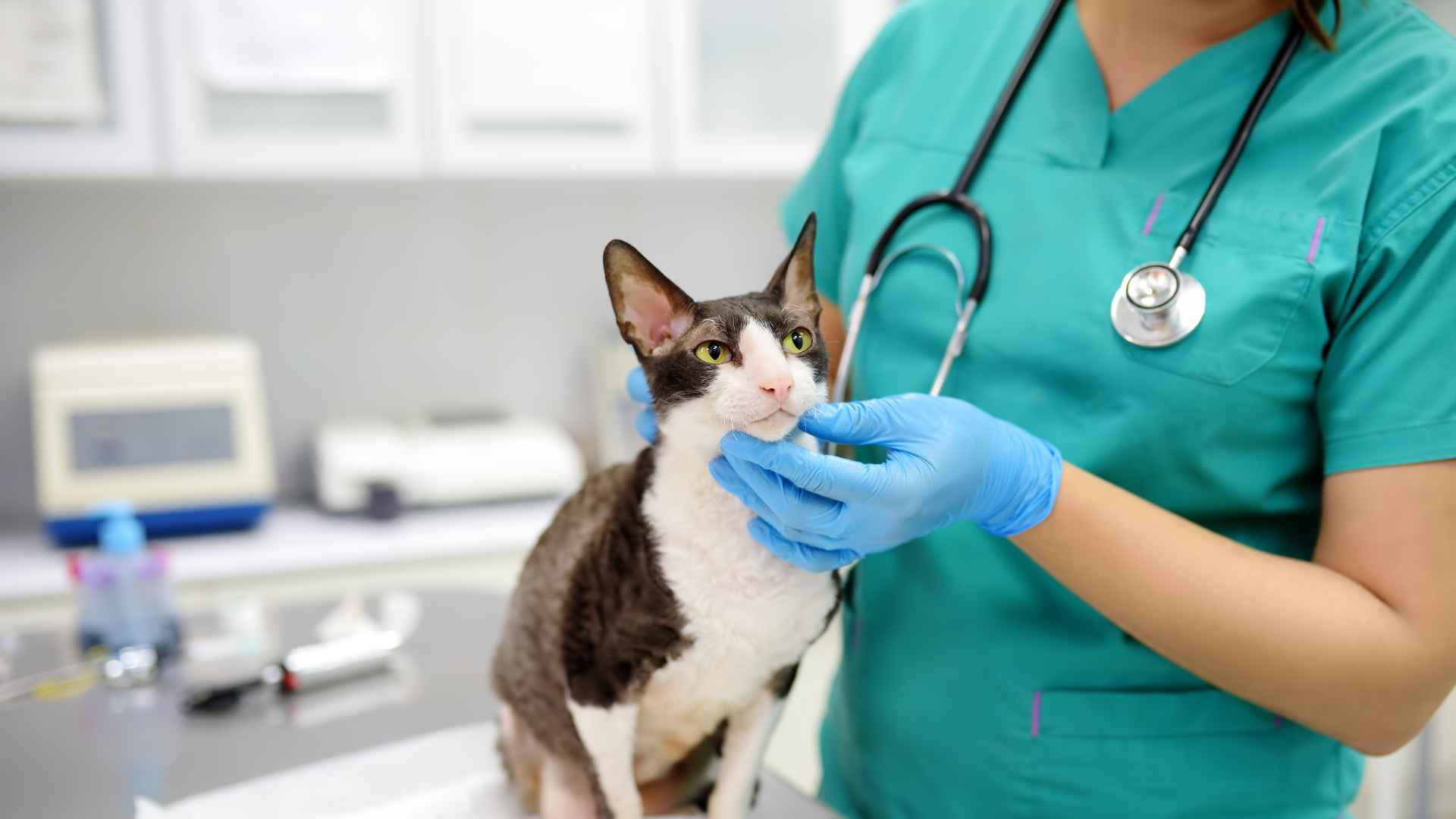 ¿Qué Hacer si tu Mascota Sufre un Accidente?