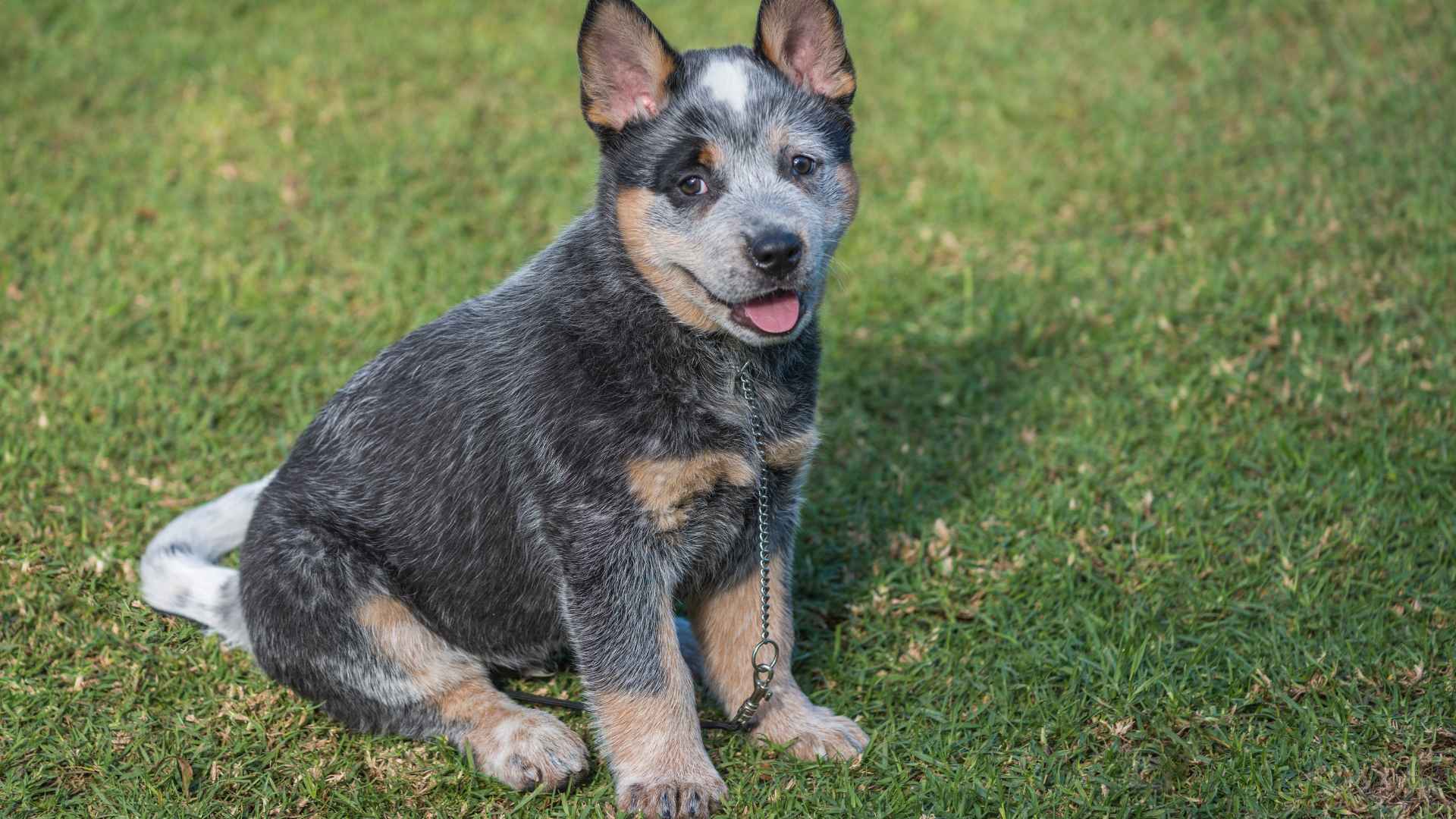 Blue Heeler Azul: Todo Sobre Esta Raza